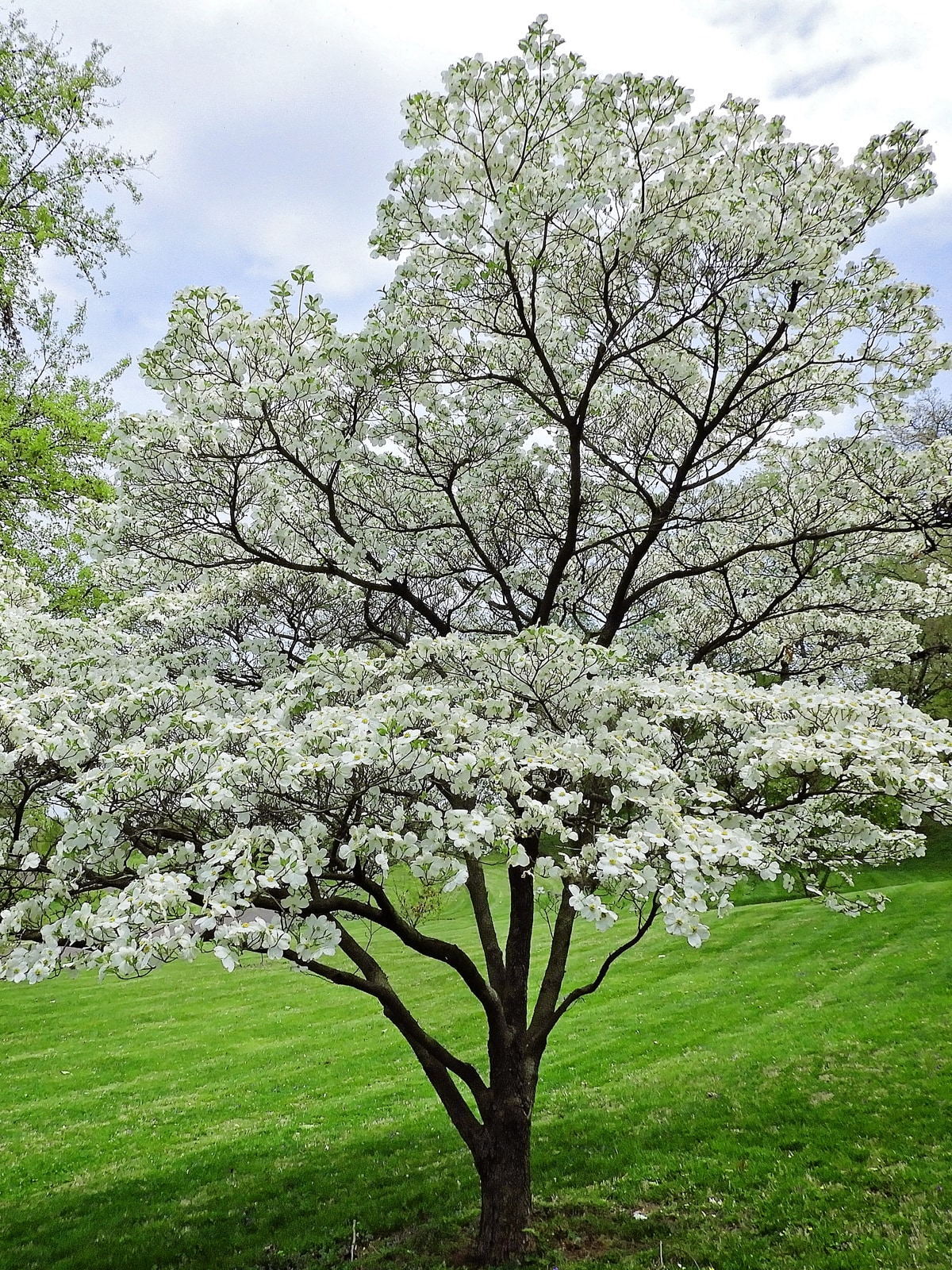 Southern Planters 1-Gallon White Flowering Cloud 9 Dogwood In Pot (With ...