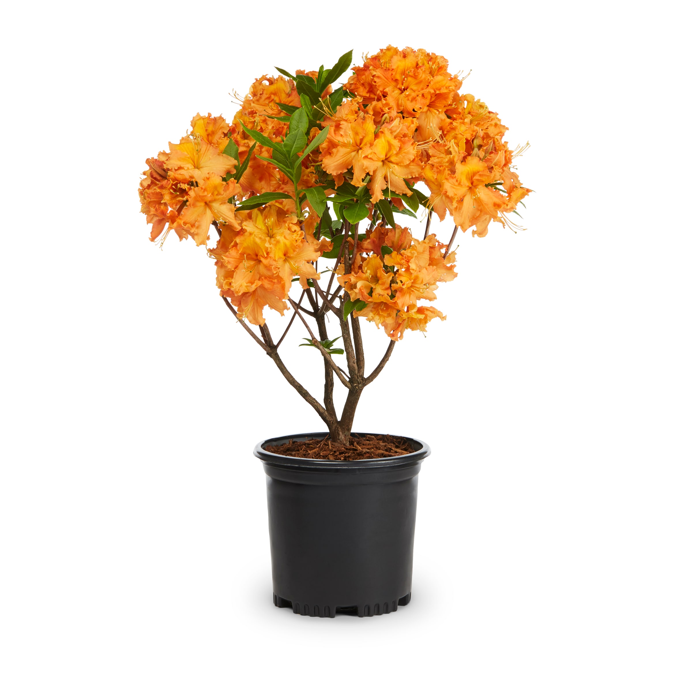 Lowe's 1175QT Azalea Flowering Shrub in 2.5 -Quart Pot 1 -Pack with Multicolor Blooms