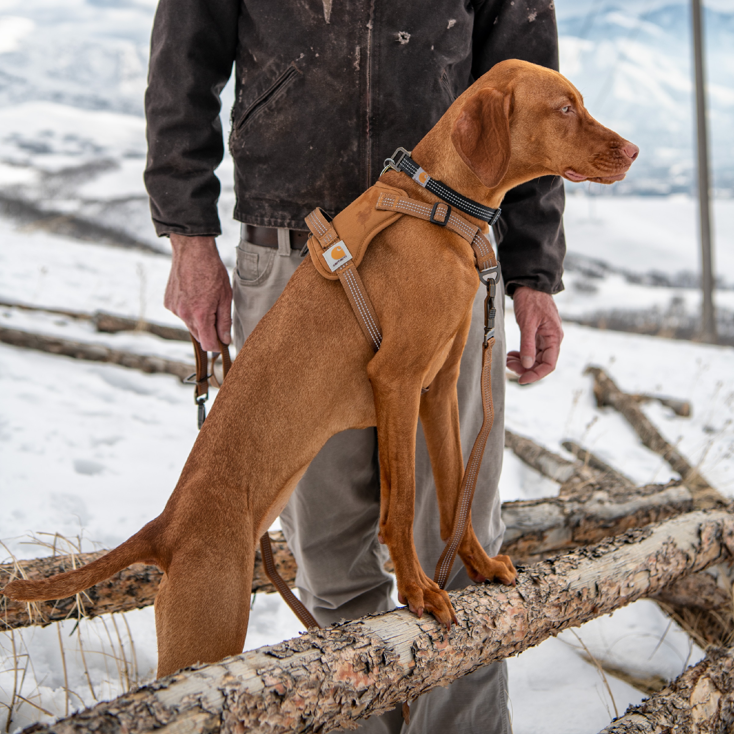 Carhartt P000048620104 Dog-Collars-Harnesses - View #6