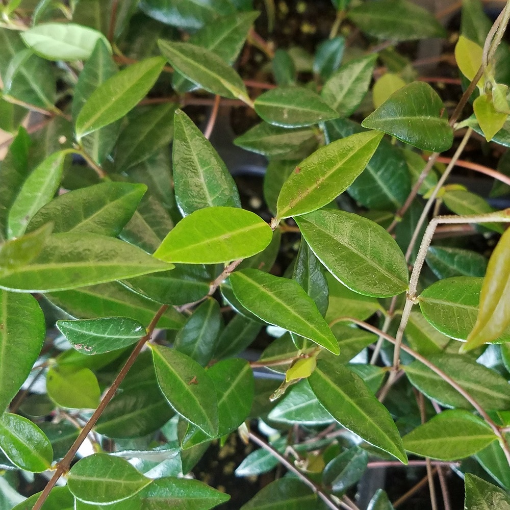 Flowerwood 5225LP vines - View #2