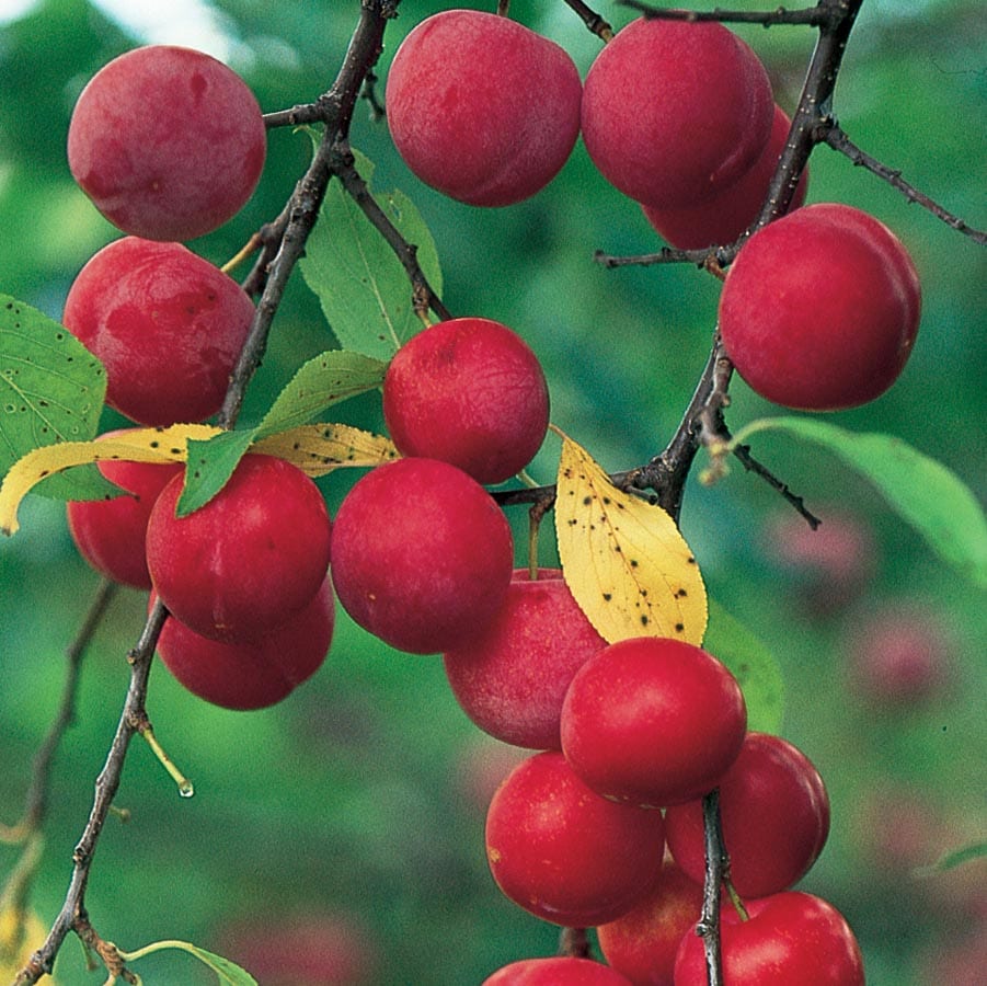 Lowe's Dwarf Burgundy Plum Tree - Prunus salicina 'Burgundy' - Sweet Flavor  - Full Sun - 3.40-GAL Size in the Fruit Plants department at