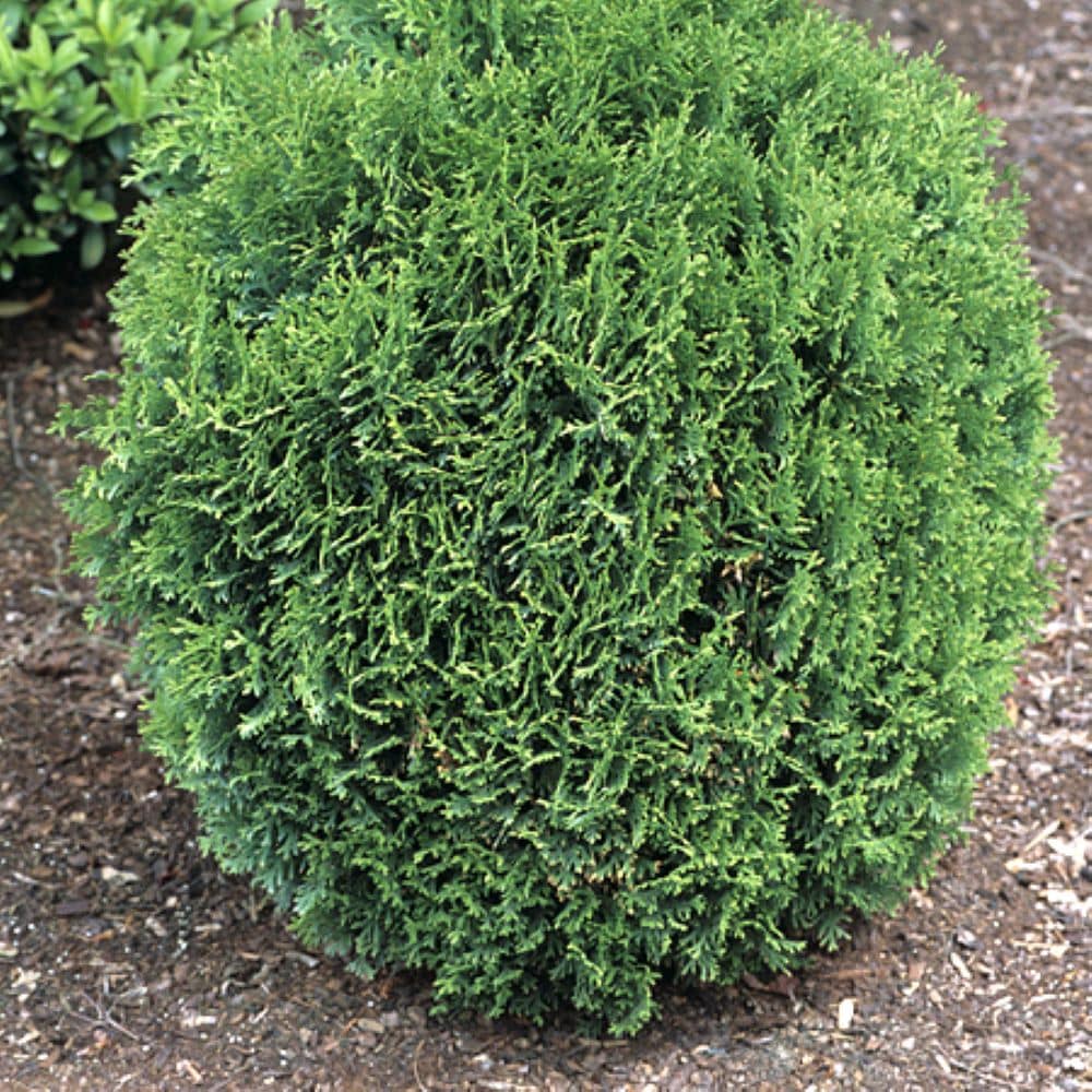 Hetz Midget Arborvitae Accent Shrub In 2.25-gallon Pot In The Shrubs 