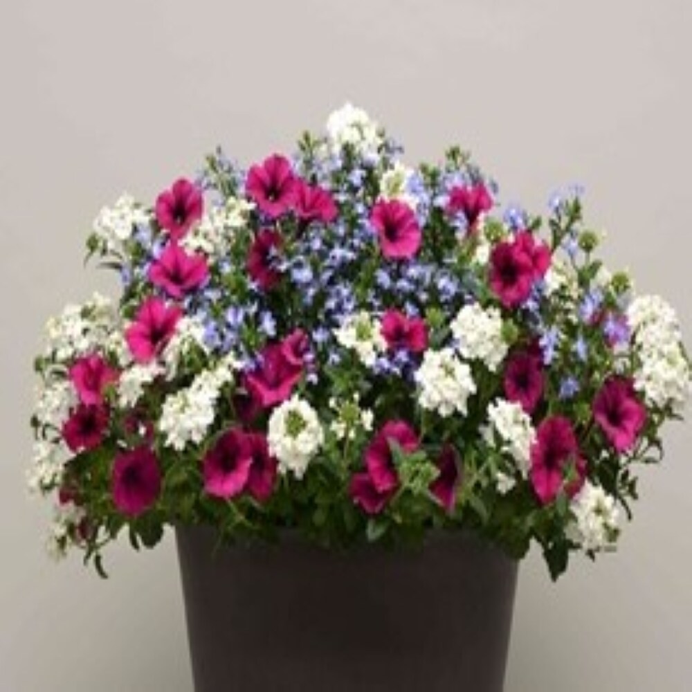 Lowe's NURSERY annuals - View #2
