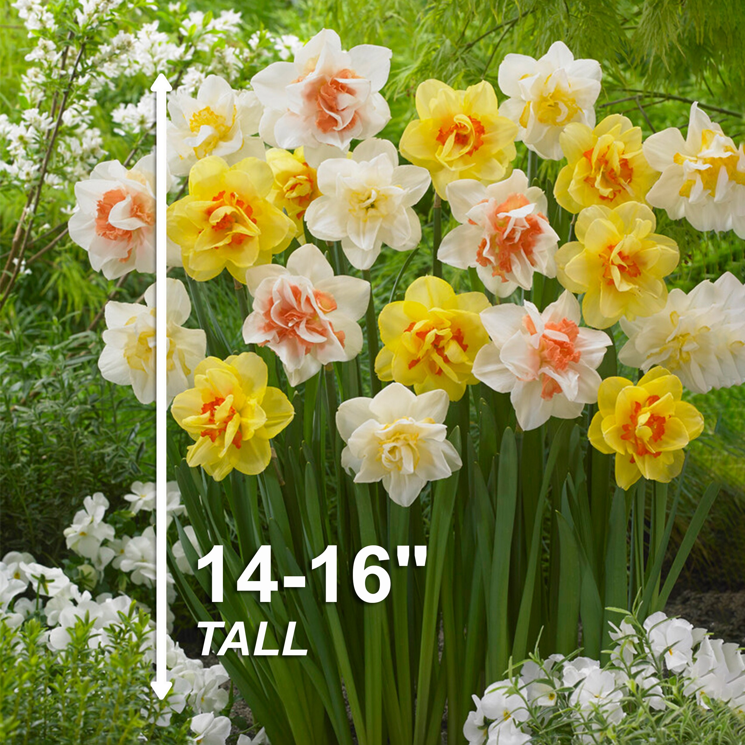 Daffodil Bulbs  Green Thumb Yard Care, LLC