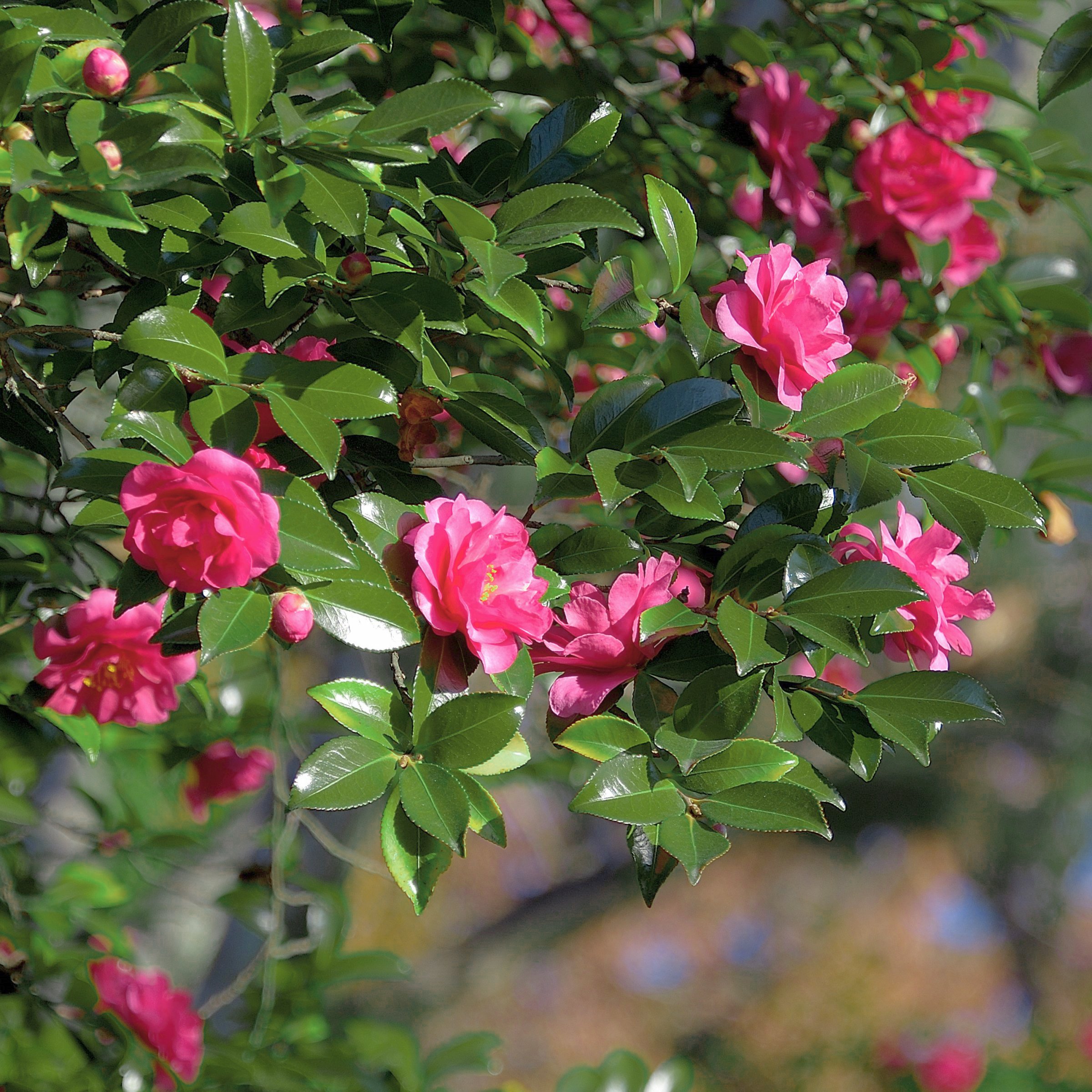 National Plant Network LW2809 shrubs - View #7