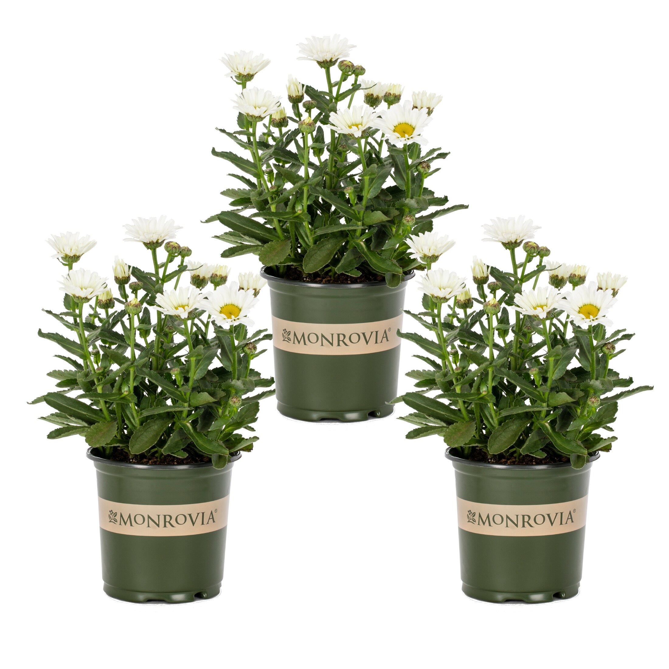 Monrovia 4998 White Daisy Plant in 2 -Quart Pot 3.0 -Pack