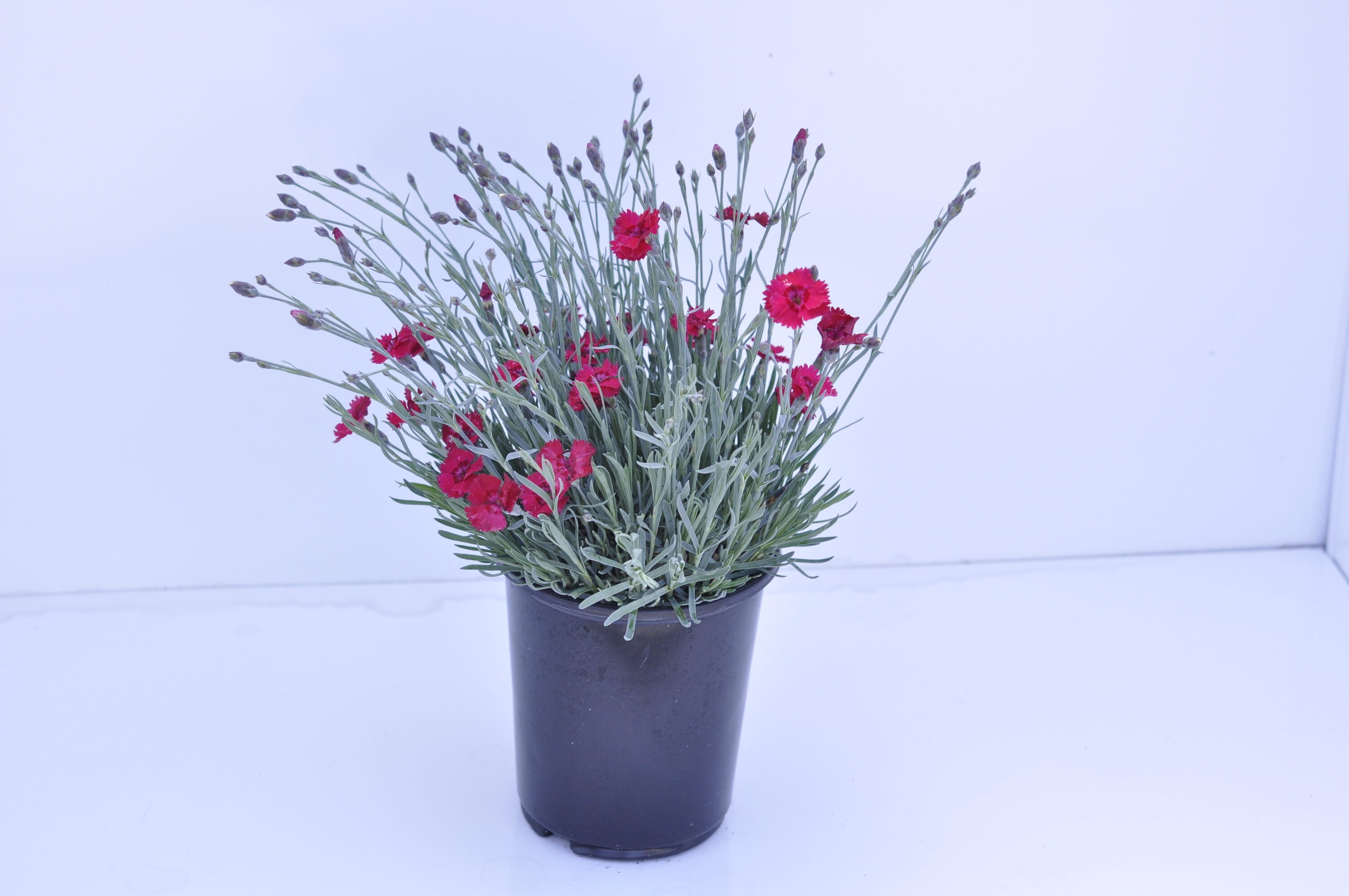  1098 Pink Dianthus Plant in -Quart Pot 1.0 -Pack