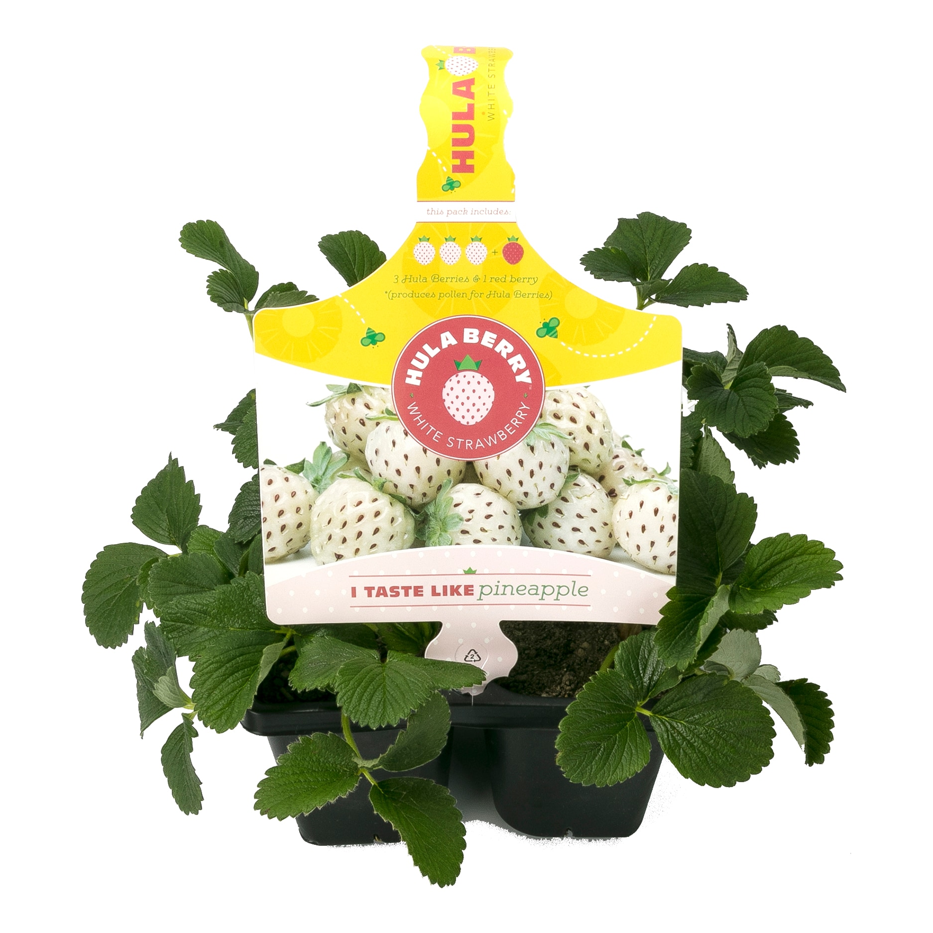 1 -Pack White Hula Berry 4 -Pack - Low Maintenance