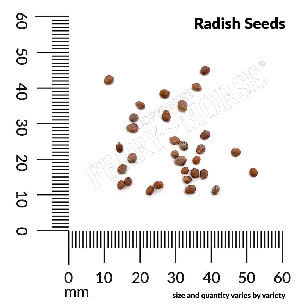 Ferry-Morse LC25.1450 Vegetable-Herb-Seeds - View #4