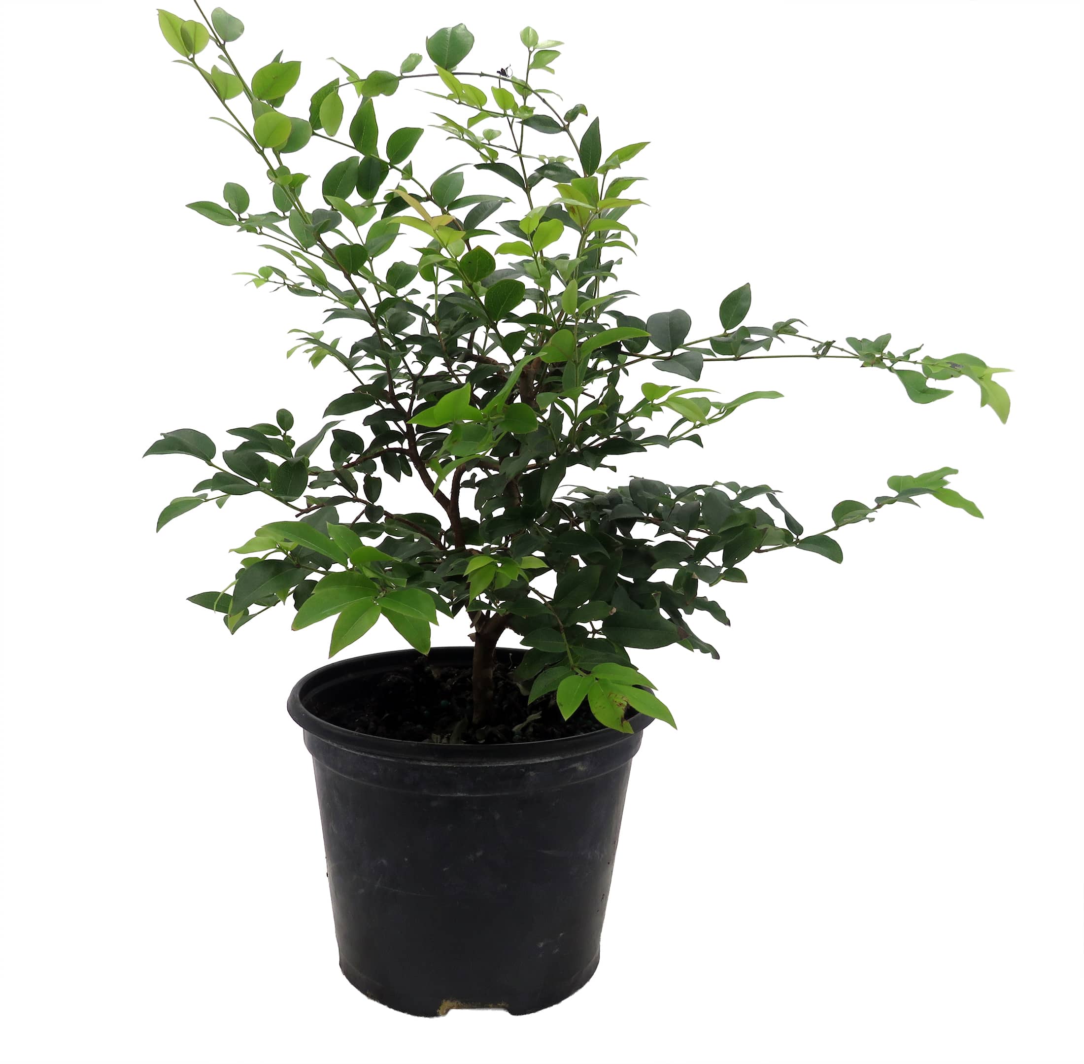 Hirt's Gardens - Jabuticaba Fruit Tree Plant - 6 inch Pot - Myrciaria -Tree That Fruits On It's T...
