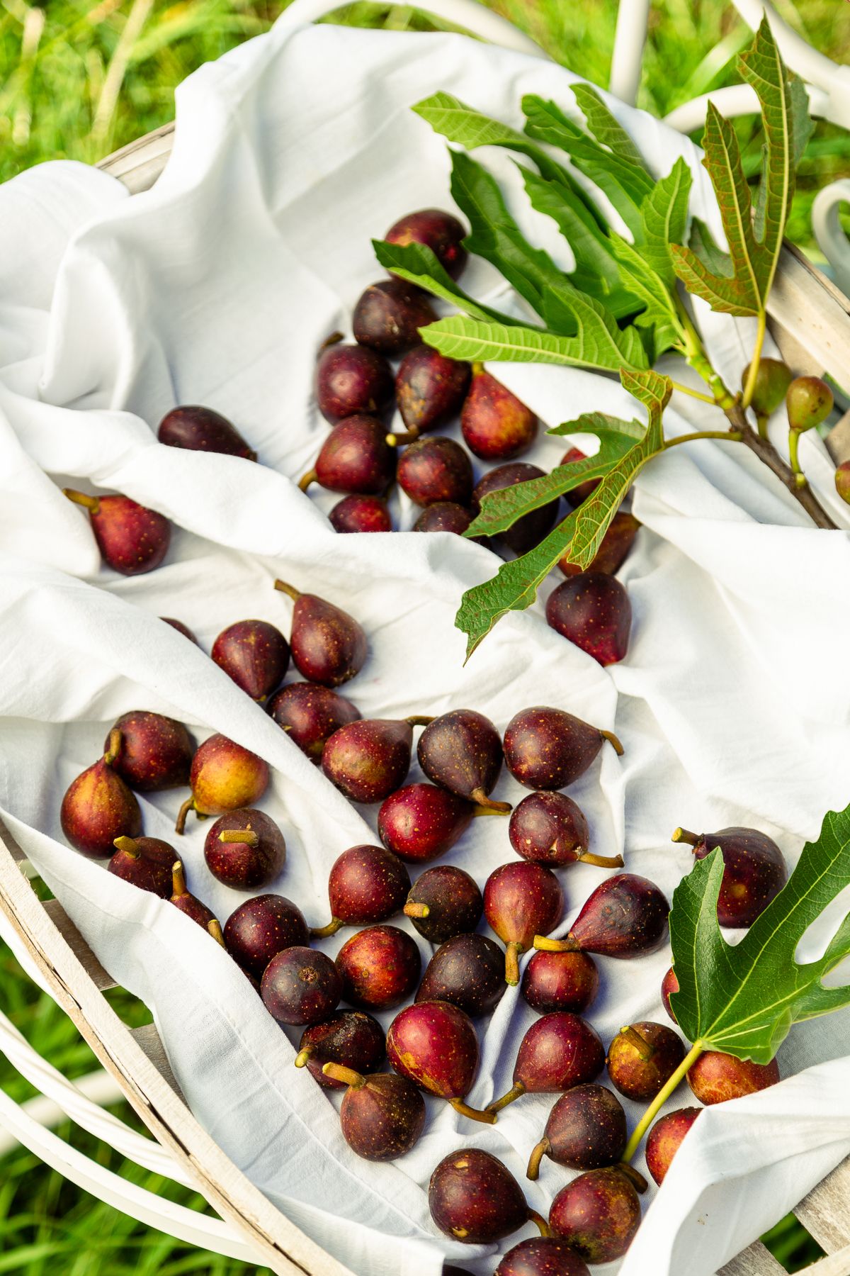 Southern Living Plant Collection 20482-1 Fruit-Plants - View #7
