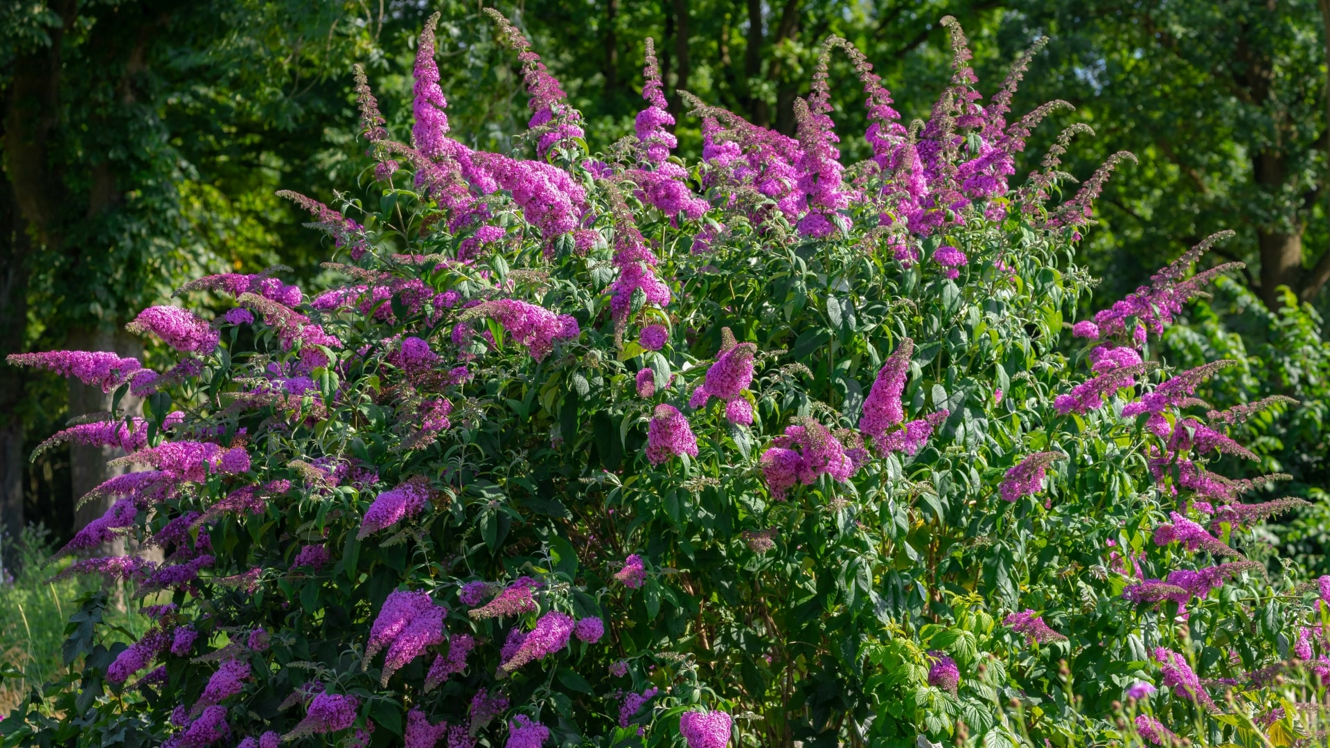 National Plant Network LW1526 shrubs - View #3