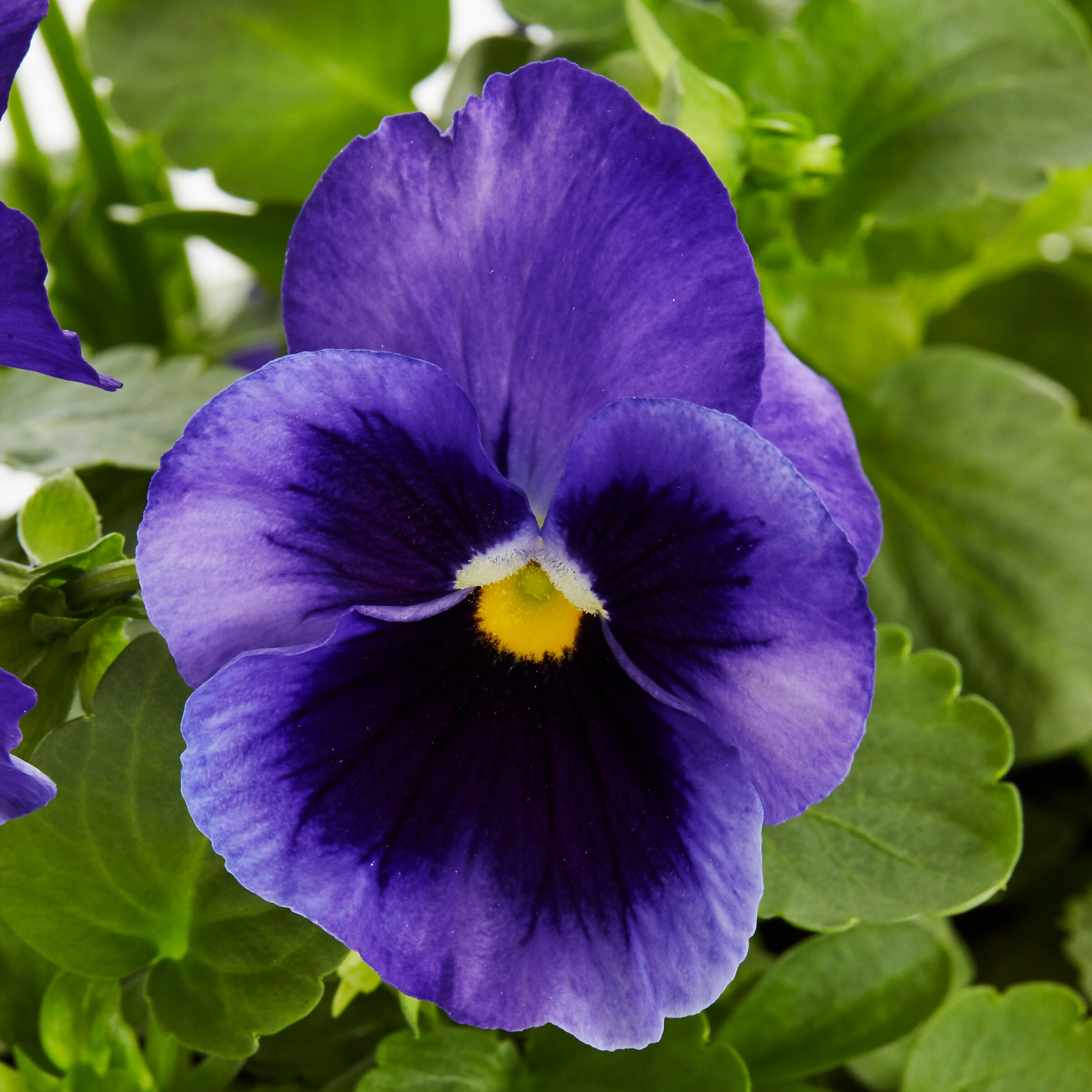 Lowe's Multicolor Pansy in 2.5-Quart Pot in the Annuals department