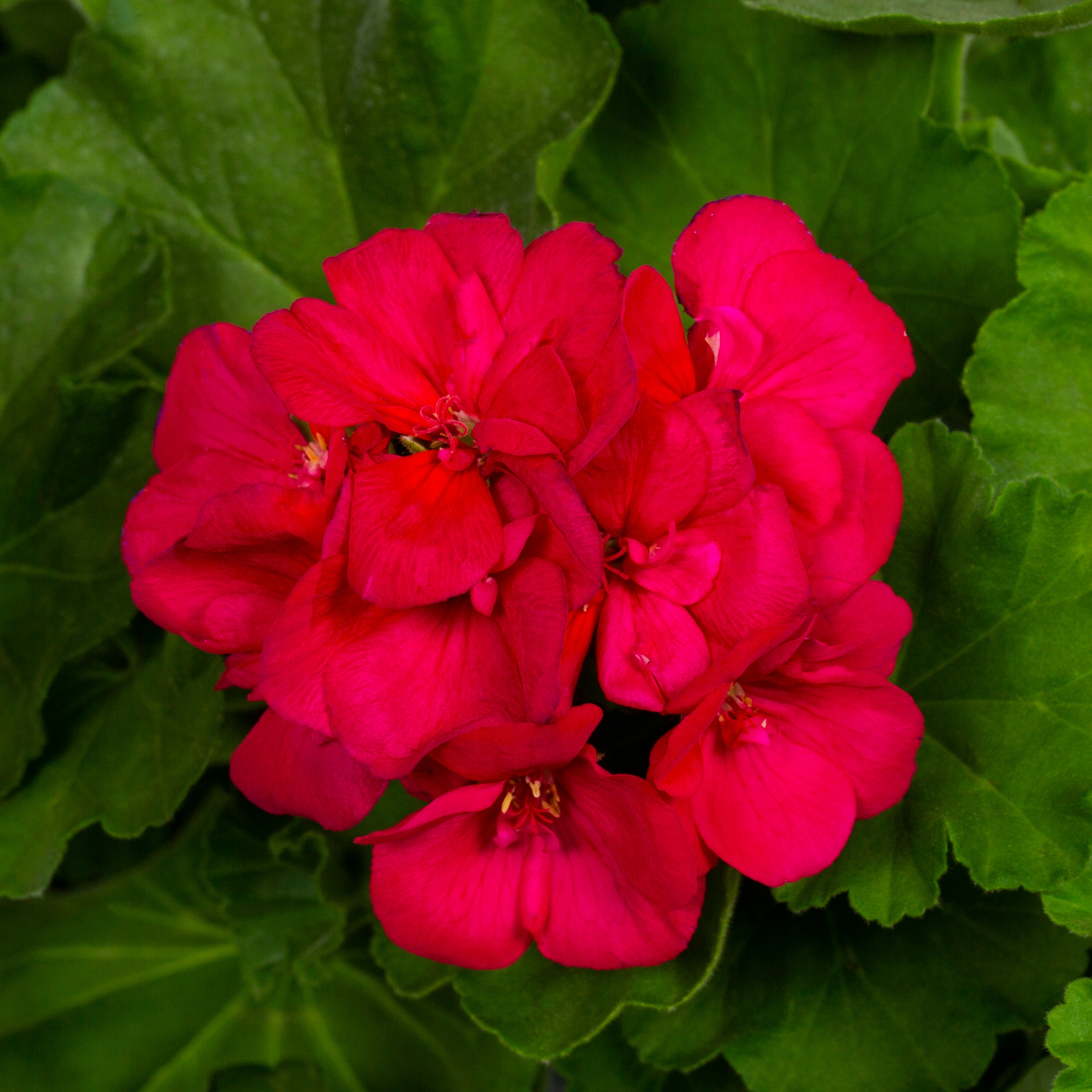 Lowe's 219151 annuals - View #6
