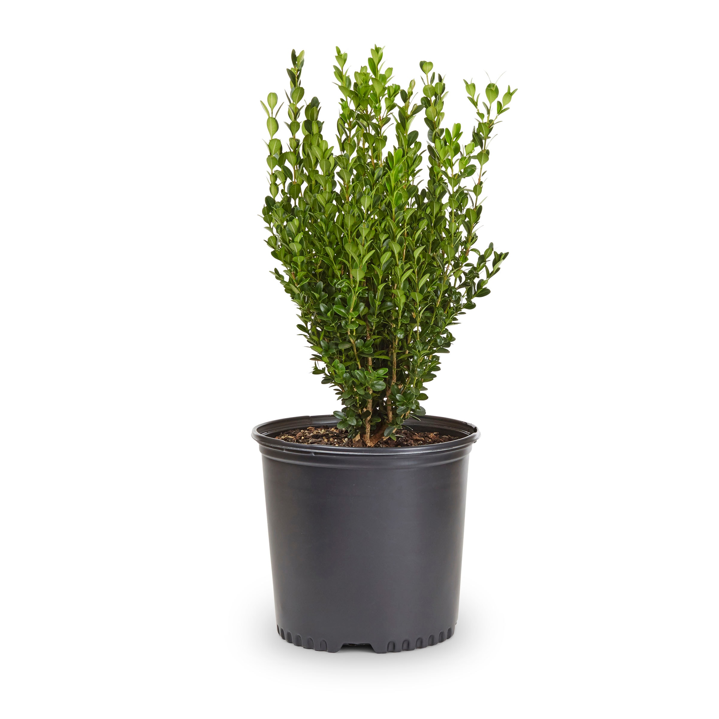 Flowerwood 06173FL-1 Wintergreen Boxwood Foundation/Hedge Shrub in 2.5 -Gallon Pot 1 -Pack