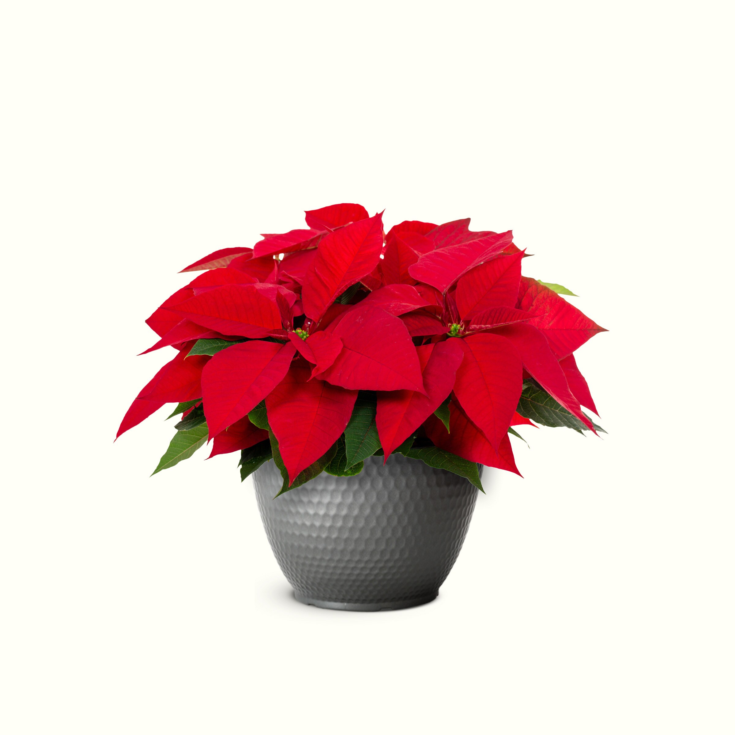 1.2 Quart(s) Poinsettia Planter 1 -Pack
