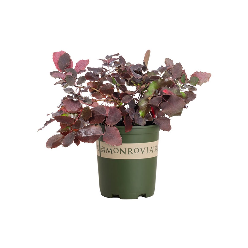 Monrovia 2.6 -Quart Oregon Grape Creeping Accent Shrub with Yellow Blooms 1 -Pack