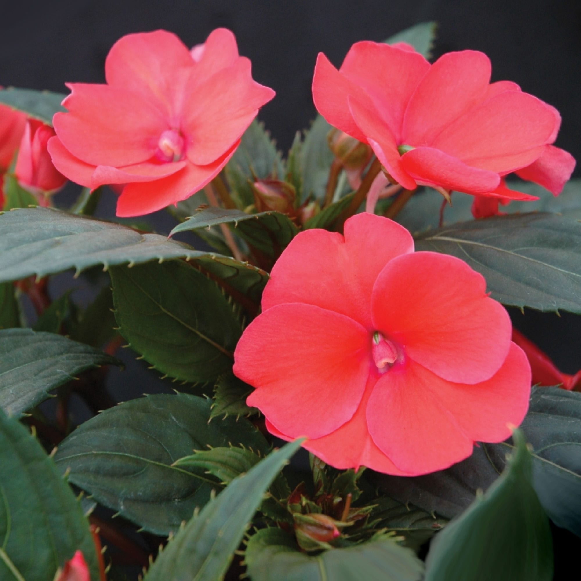 National Plant Network LW1253 Pink Sunpatiens in 4.0 Inch(es) Pot 3 -Pack