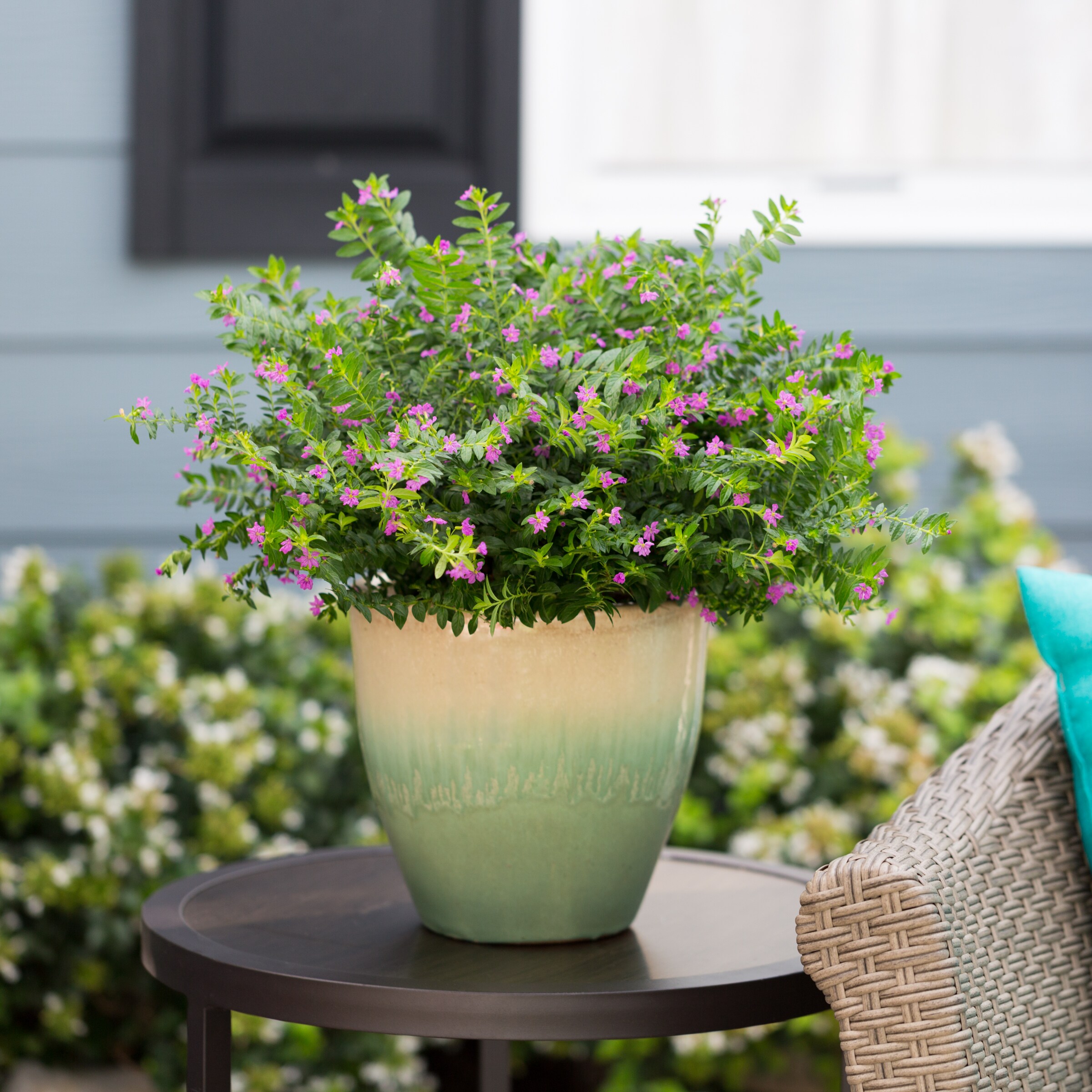 Lowe's 90639 annuals - View #3
