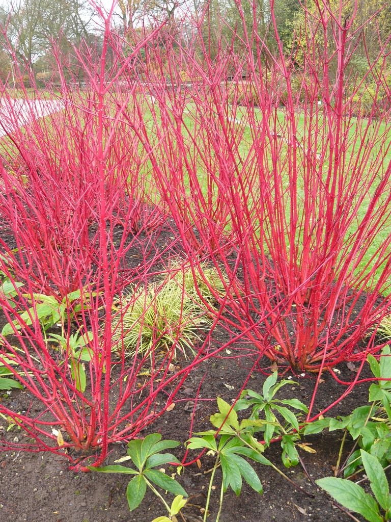 Faux Flowering Dogwood Branch Bright Red