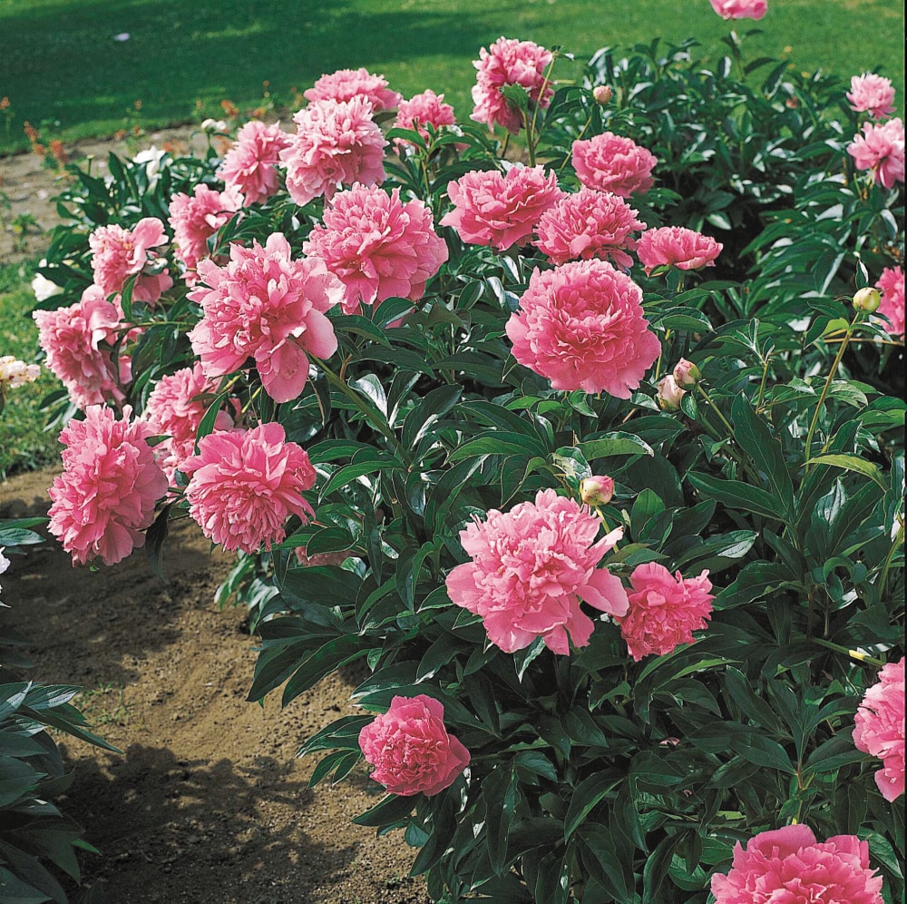 Sarah Bernhardt peony roots for sale. Giant pink peonies. Order to plant. –  Brooks Gardens Peonies