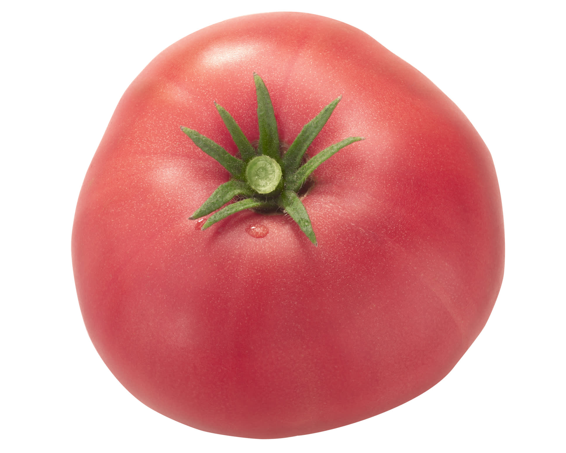 Hirt's Gardens Mortgage Lifter Tomato Plant - Large Well-Shaped