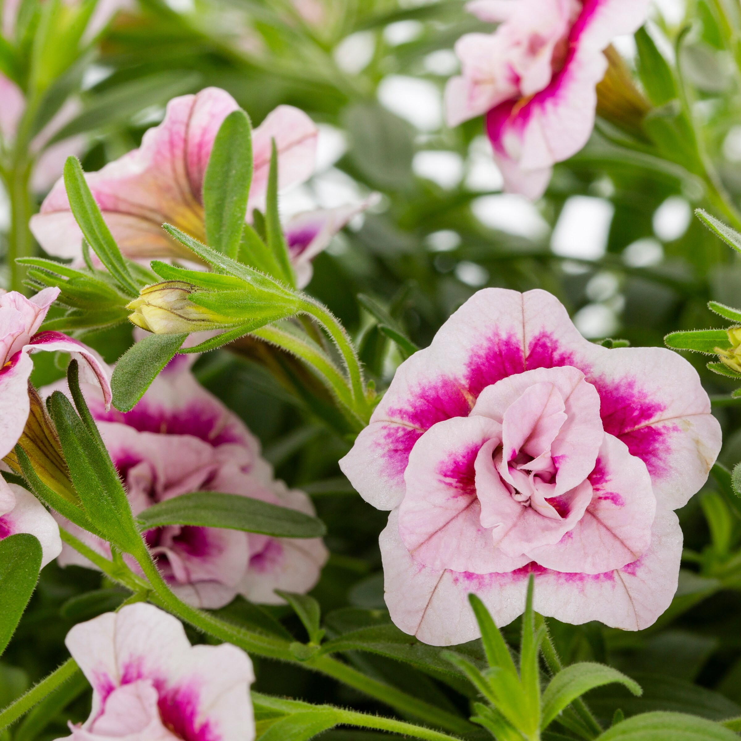 Lowe's NURSERY annuals - View #2