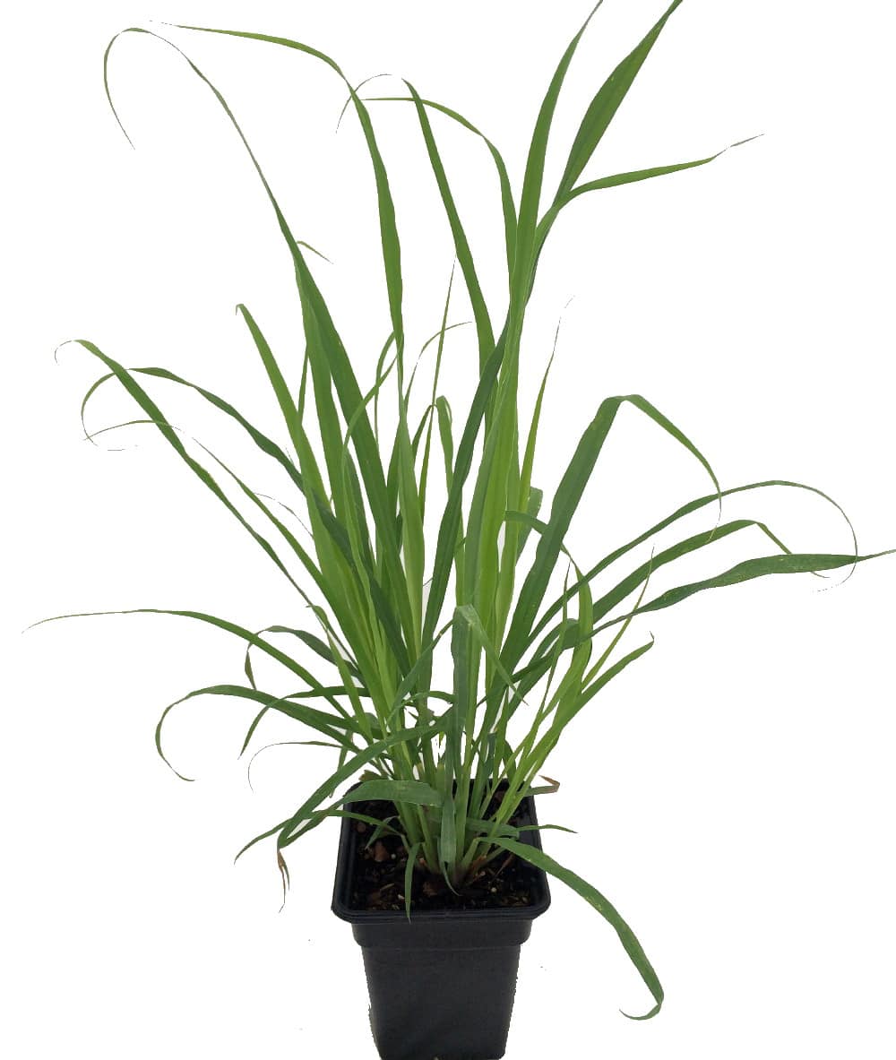 Hirt's Gardens MILLCREEKLEMGRASQRT Ohio Grown Lemon Grass Plant - Cymbopogon flexuosus- Quart Pot