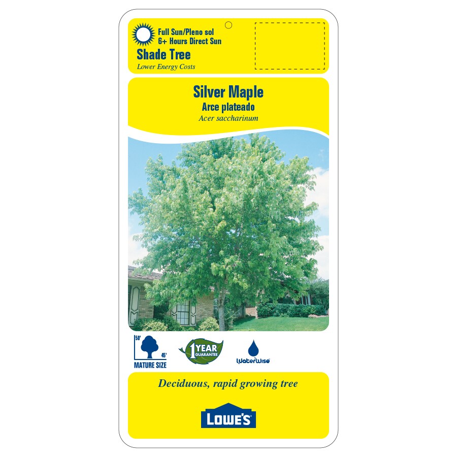 Lowe's NURSERY trees - View #2
