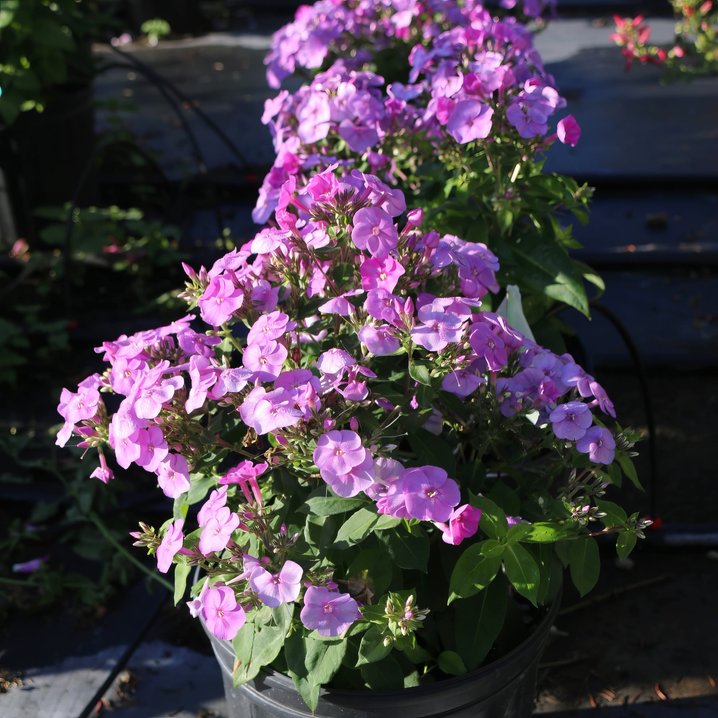 National Plant Network LW1586 perennials - View #2