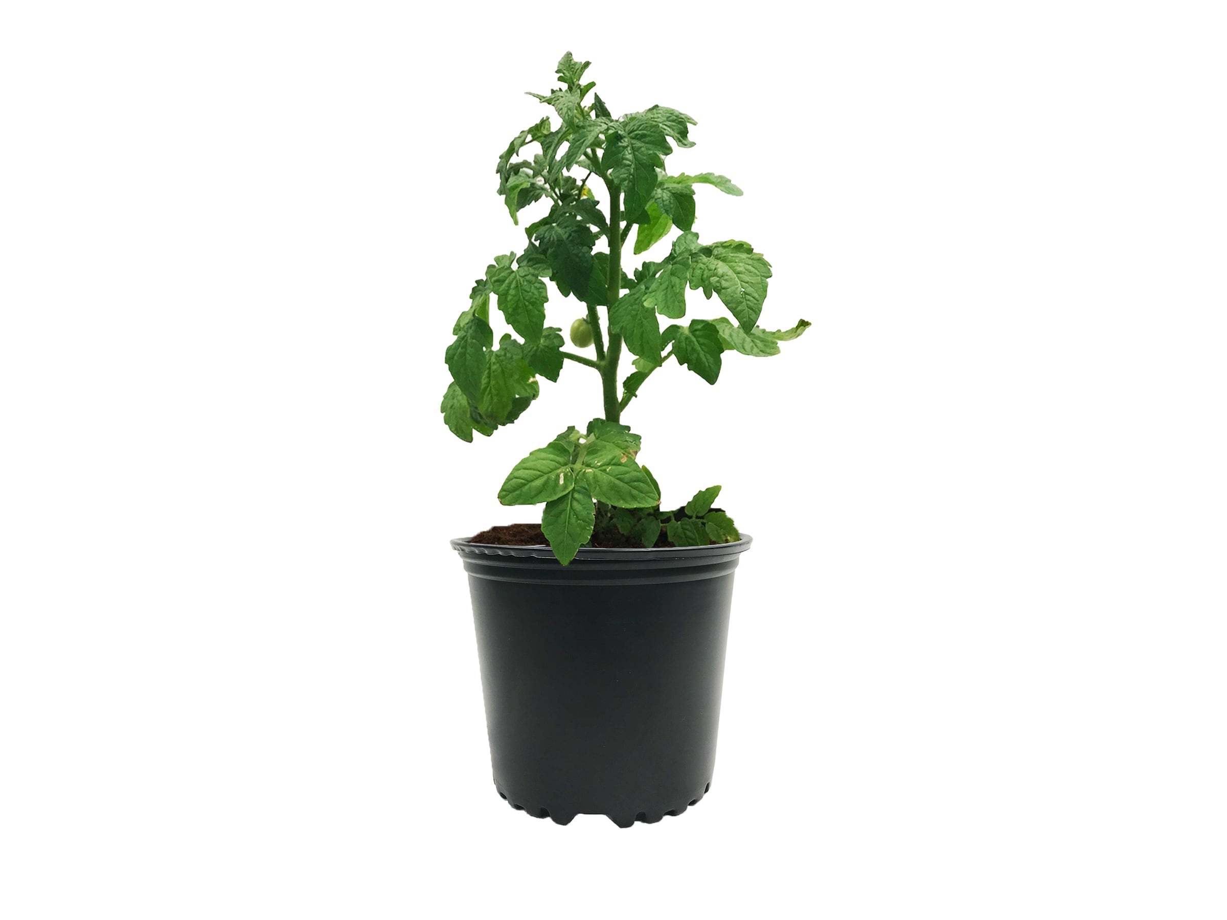 Viagrow VHPP100-PT Planter-Window-Box - View #5