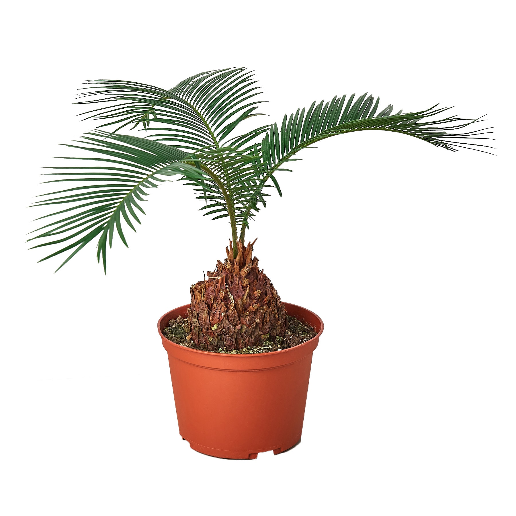 Sago Palm 6in Pot Plants, Bulbs & Seeds at