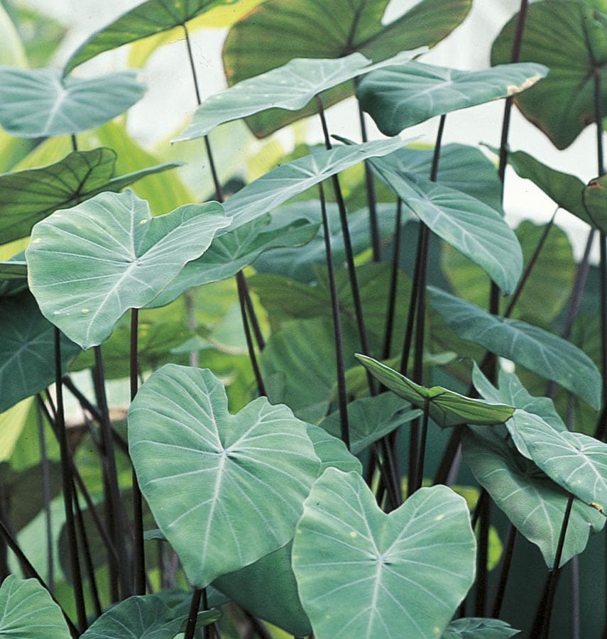 Lowe's NURSERY Insignificant Black Stem Elephant Ear Plant in