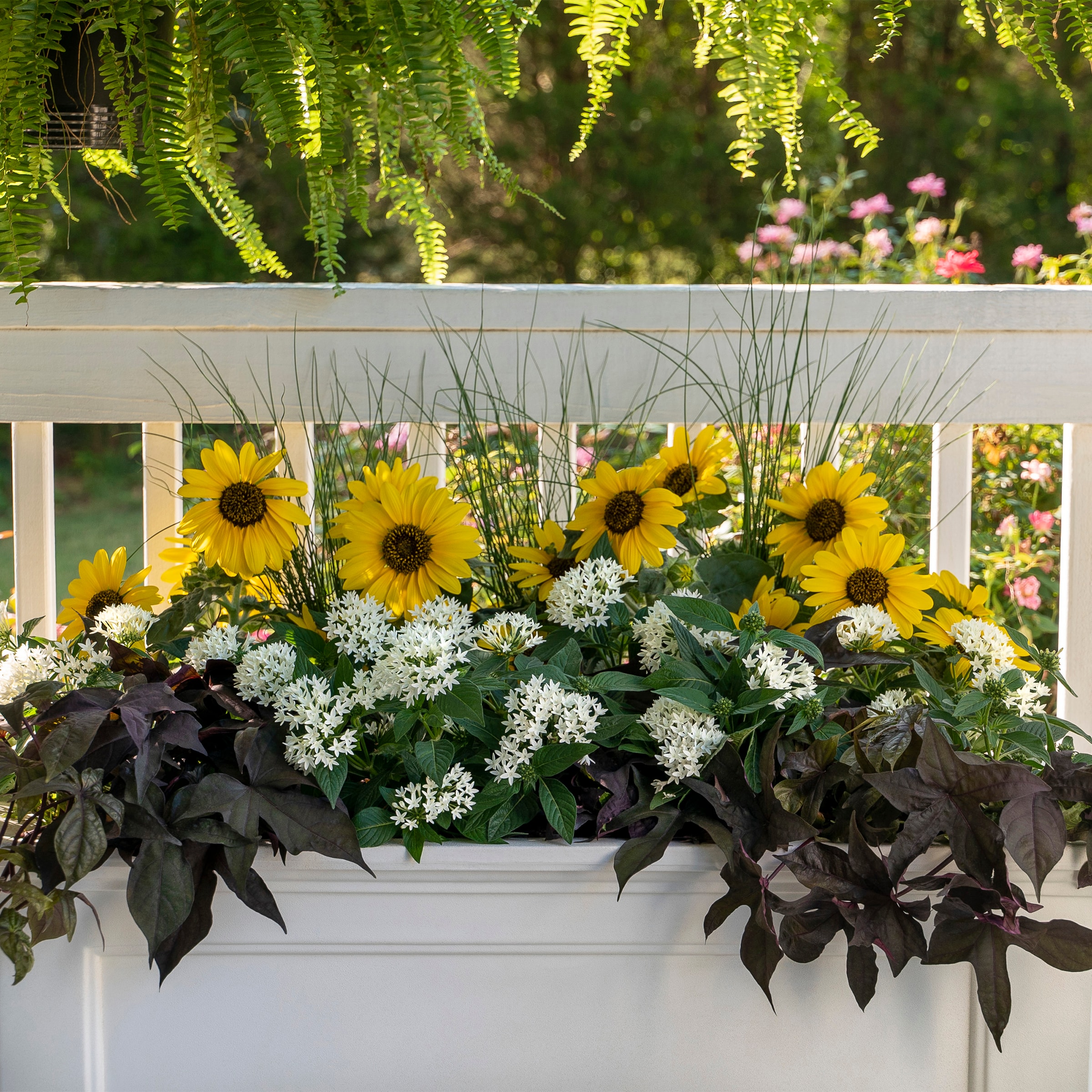 Lowe's NURSERY annuals - View #3