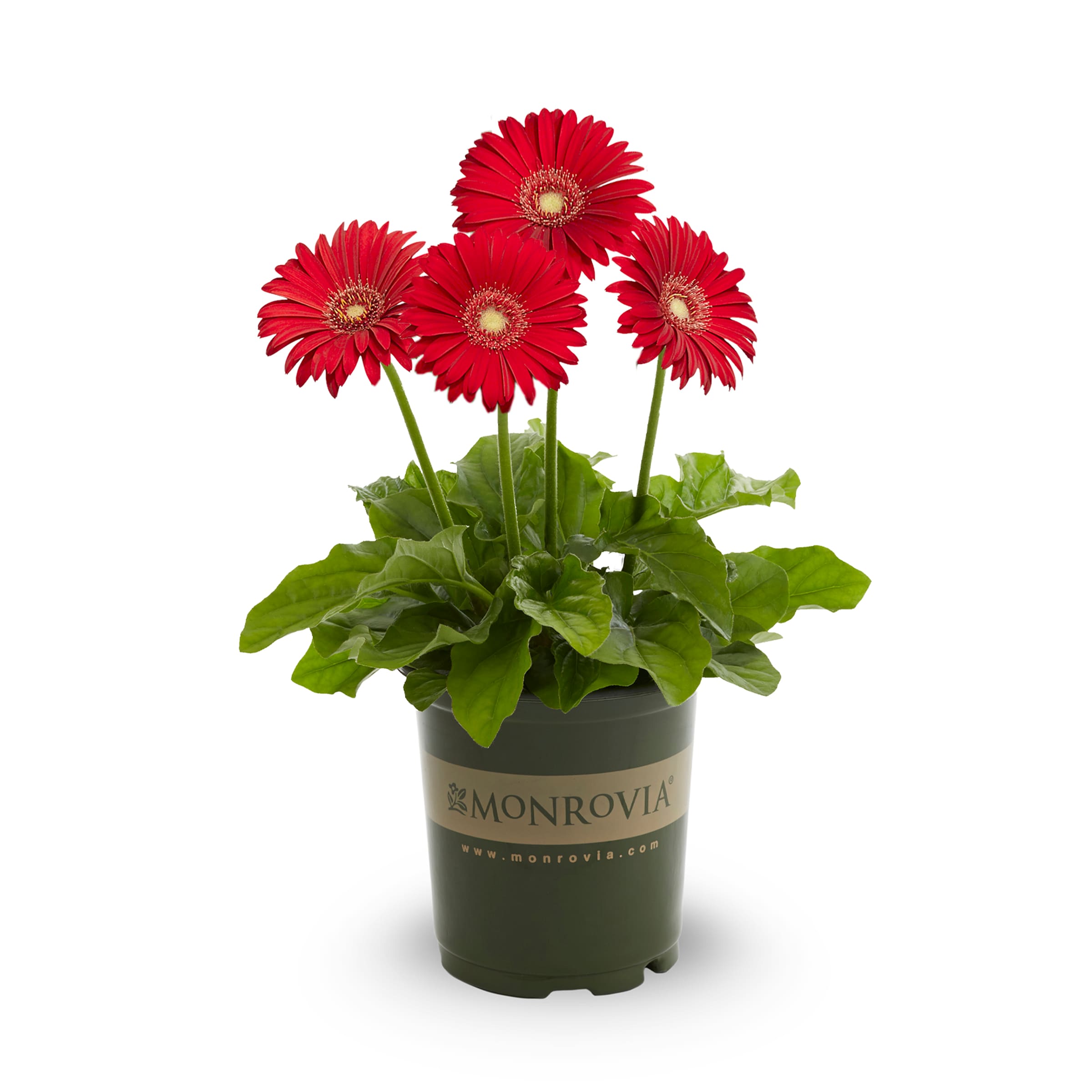 Monrovia NURSERY Multicolor Garvinea Sweet Love in 2.50 Quart(s) Pot