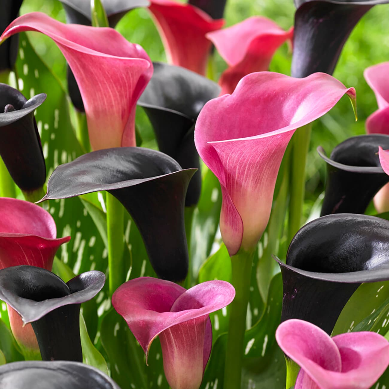 Van Zyverden 84499 Multicolor Calla Bulbs 5 Count