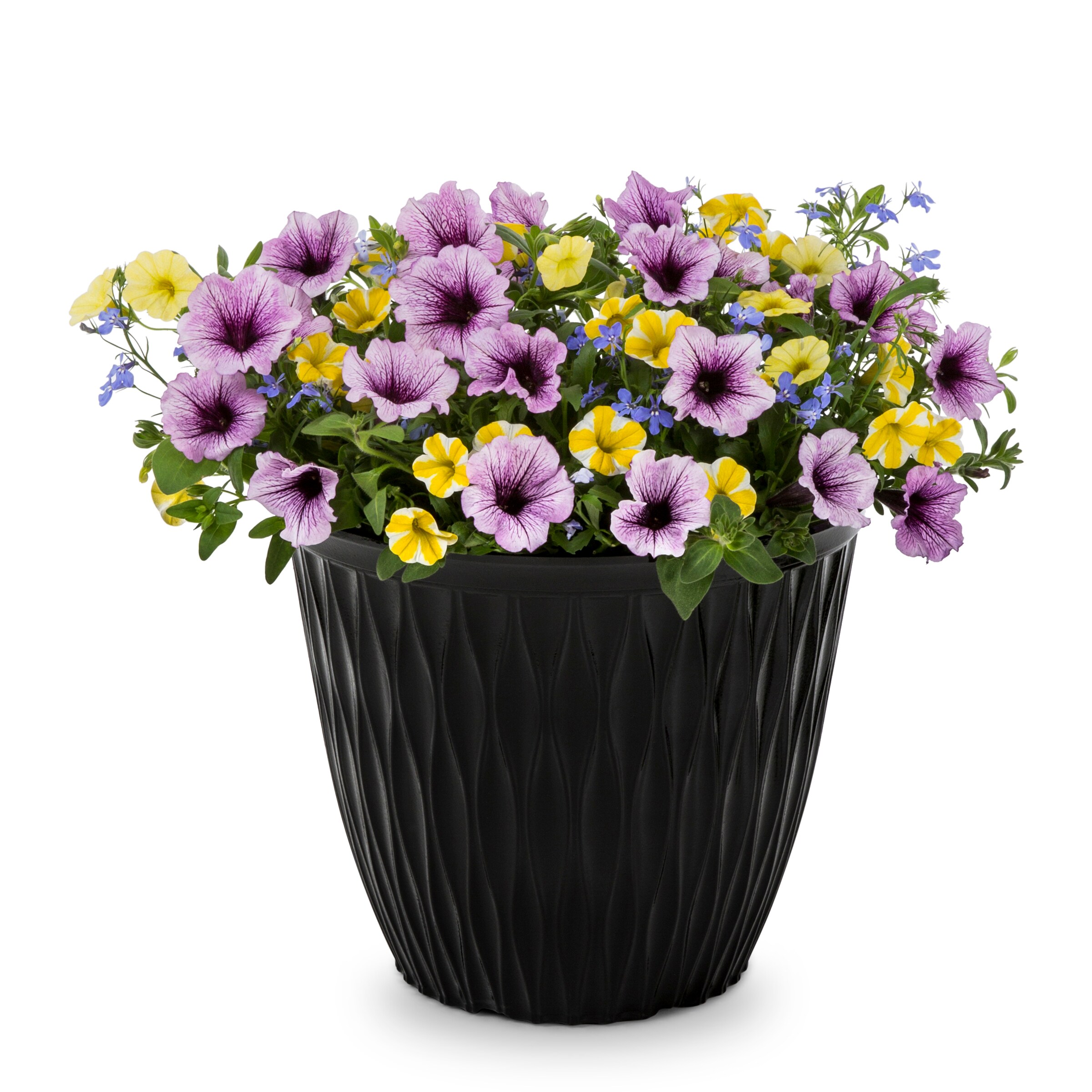 Proven Winner NURSERY Multicolor Bahama Beach in 9 Gallon(s) Planter