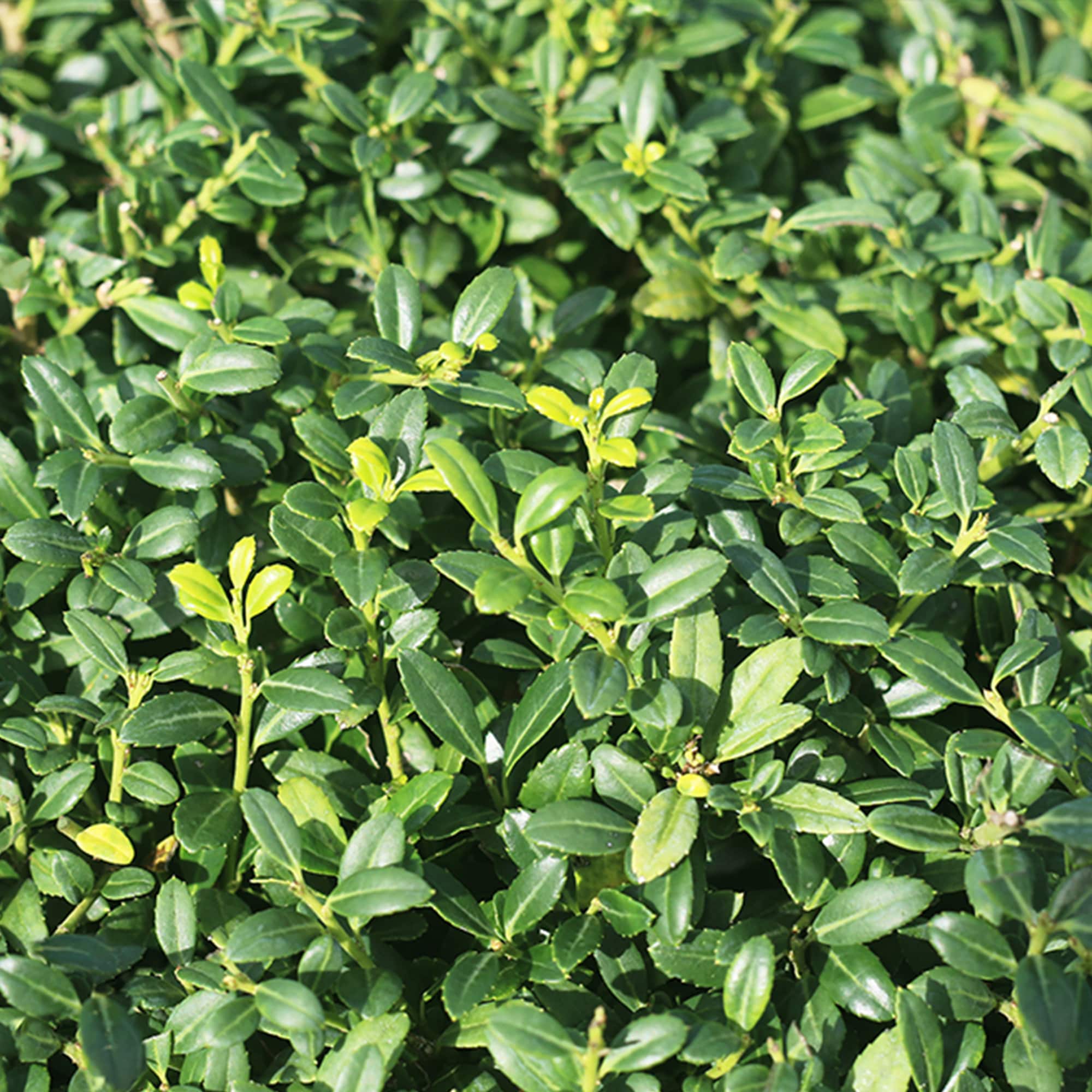 Perfect Plants LOSOFTTOUCH3G shrubs - View #5