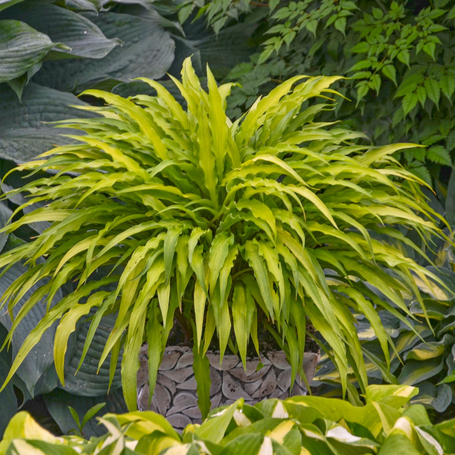 Breck's 77152 perennials - View #3