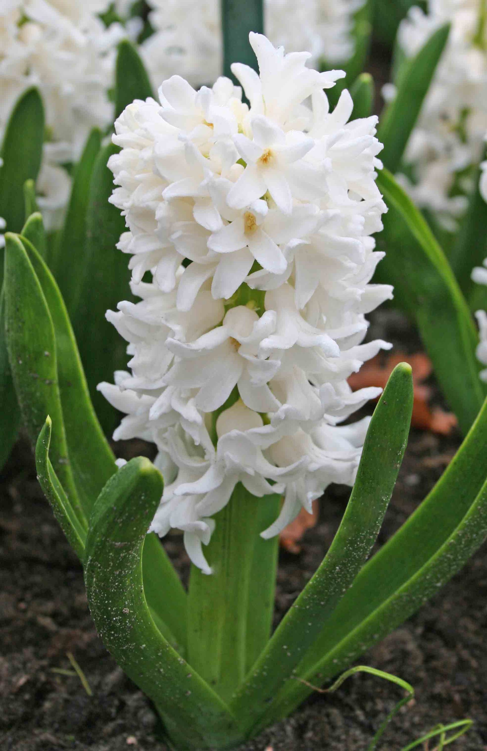  20.23552 White Carnegie Hyacinth Bulbs
