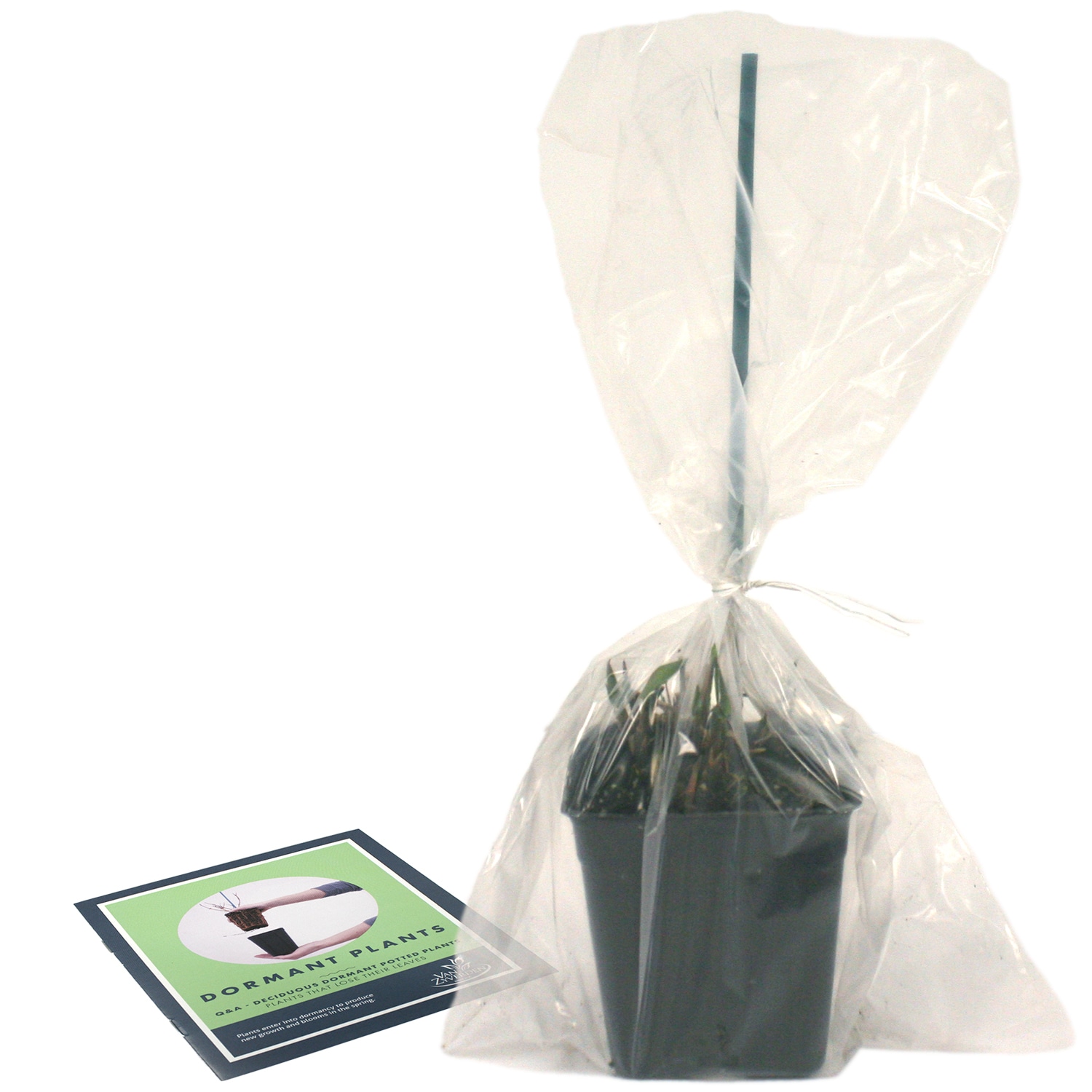 Van Zyverden 84588 Plant-Bulbs - View #5
