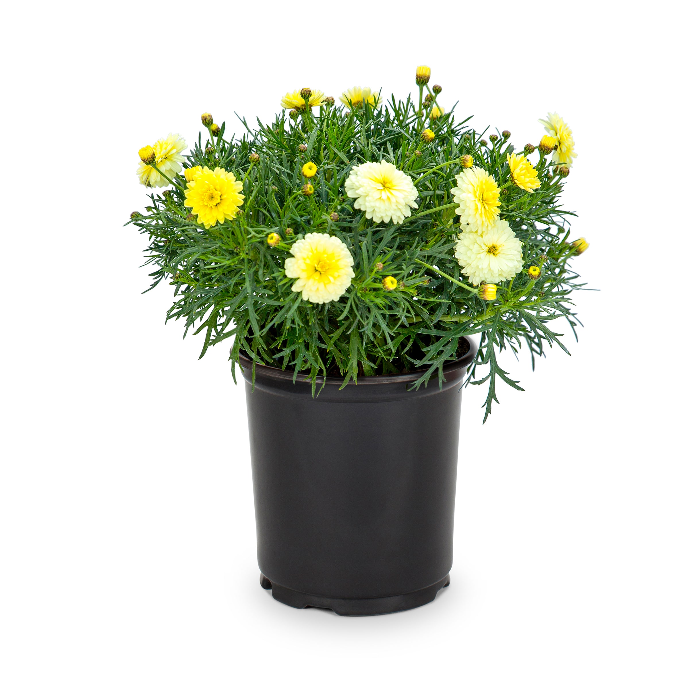 Lowe's 0201049 Multicolor Argyranthemum in 2.5 Quart(s) Pot