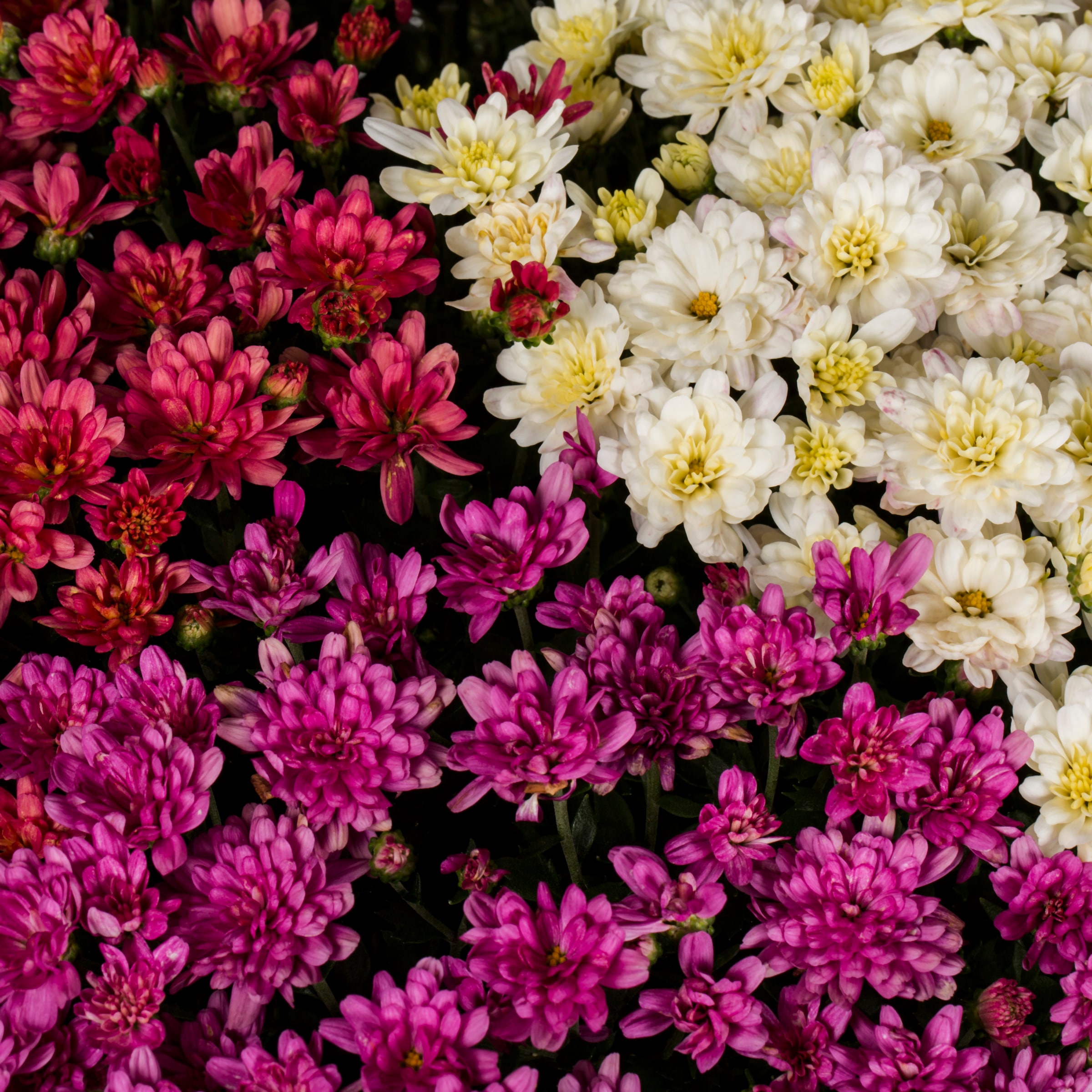 Ready Refill NURSERY annuals - View #2