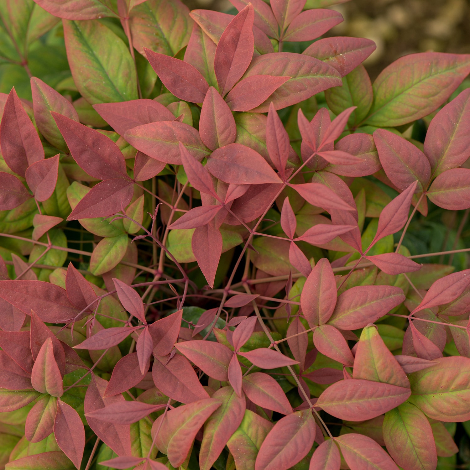 Southern Living Plant Collection Blush Pink Nandina Foundation/Hedge ...