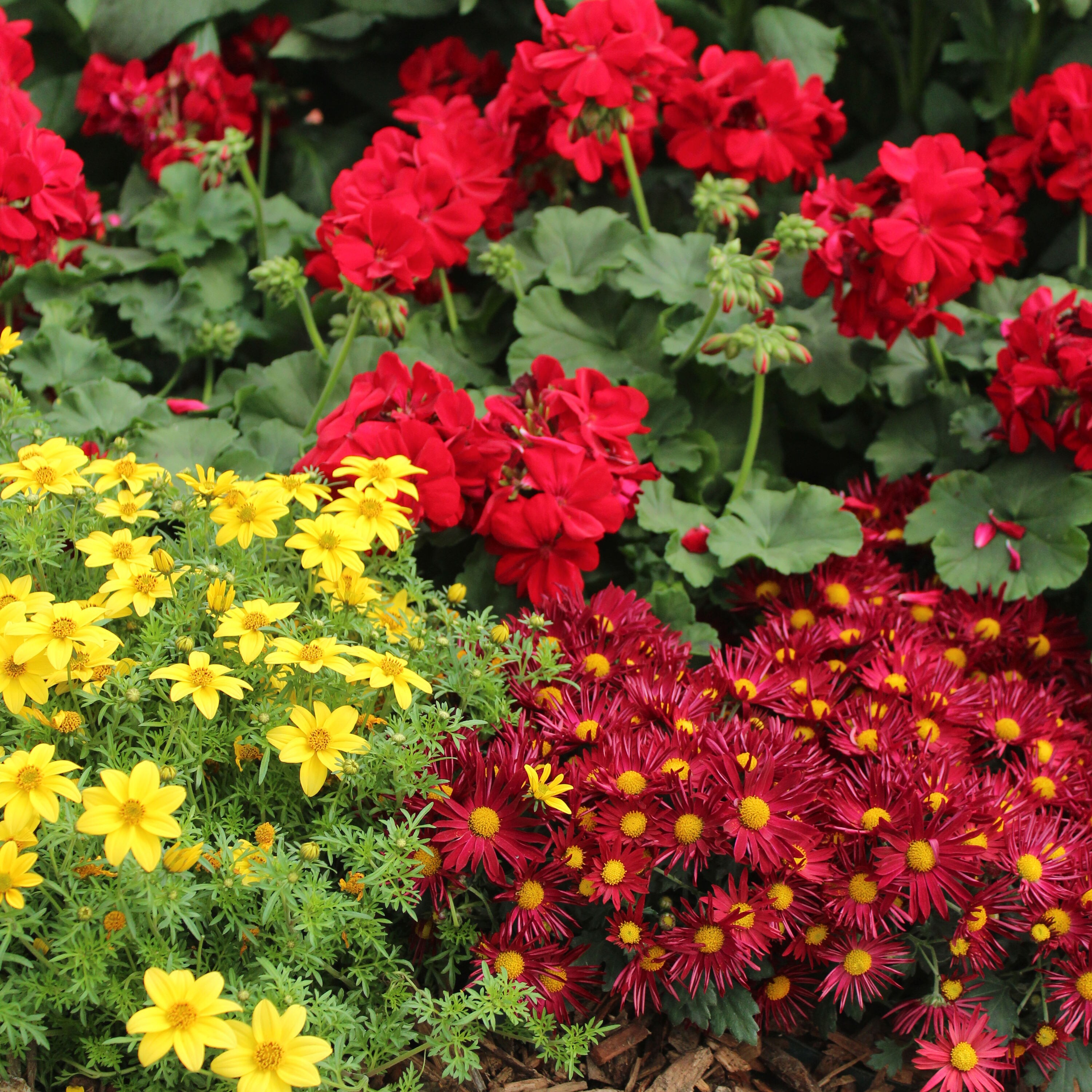 Monrovia NURSERY annuals - View #3