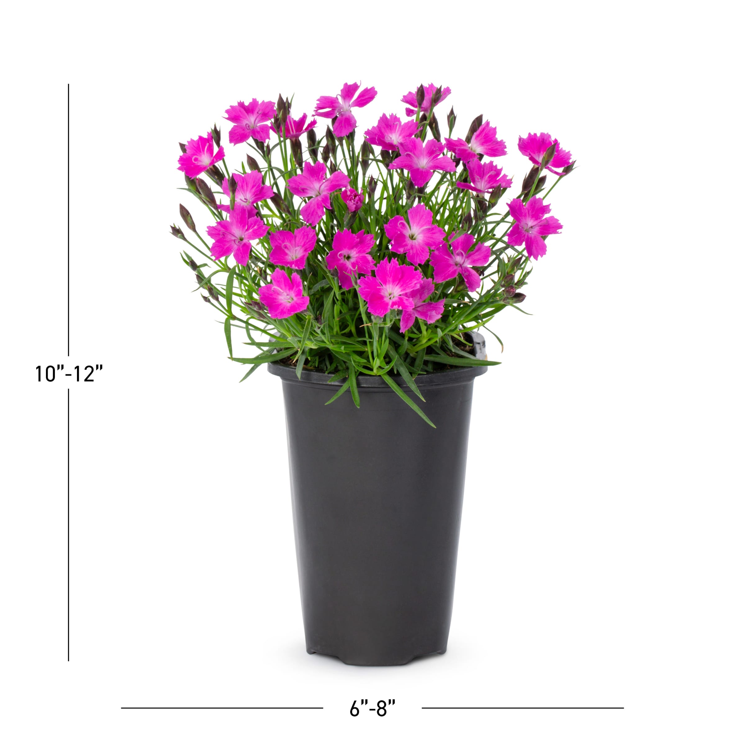 1.5 -Pint Pink Kahori Pink Dianthus 1 -Pack in the Perennials