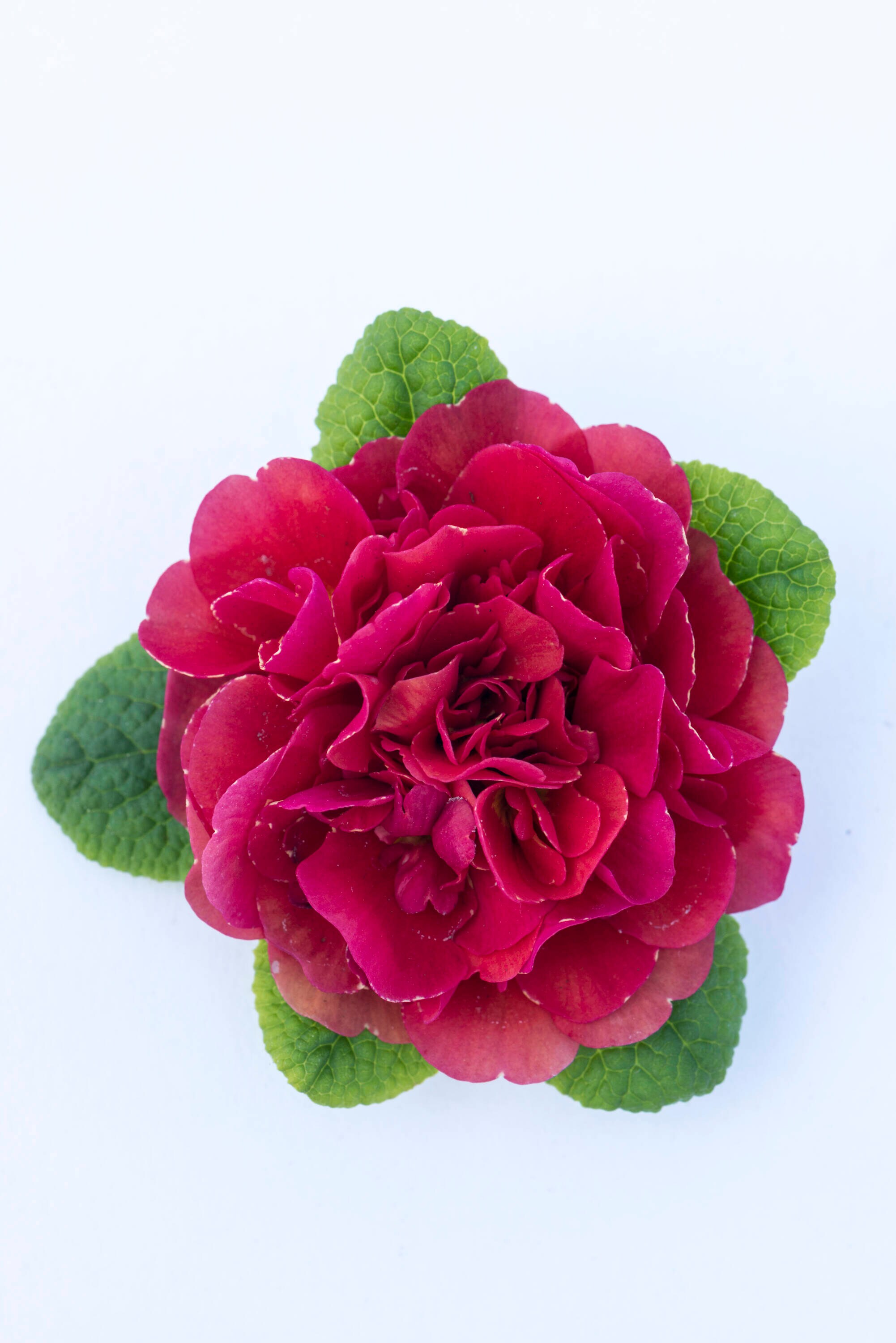  1513 annuals - View #2