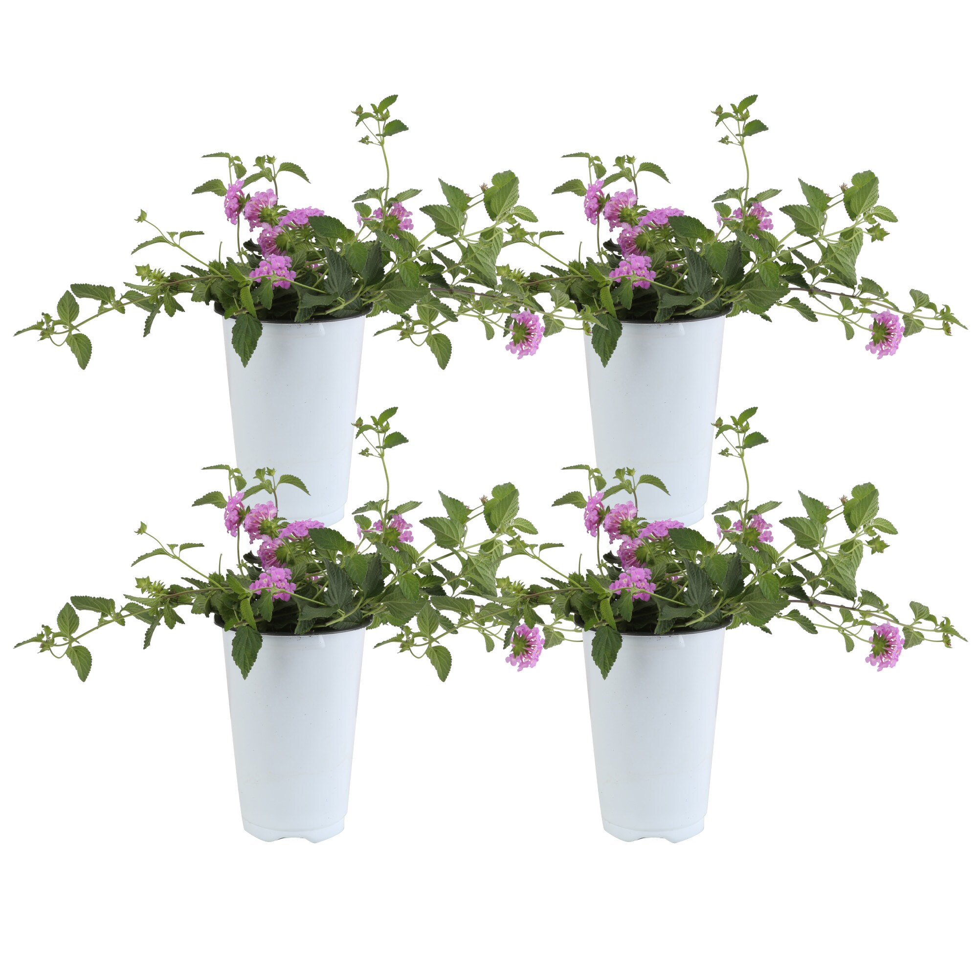 Costa Farms S-LT4-G-POT-04-LW Purple Lantana in 4-in Pot