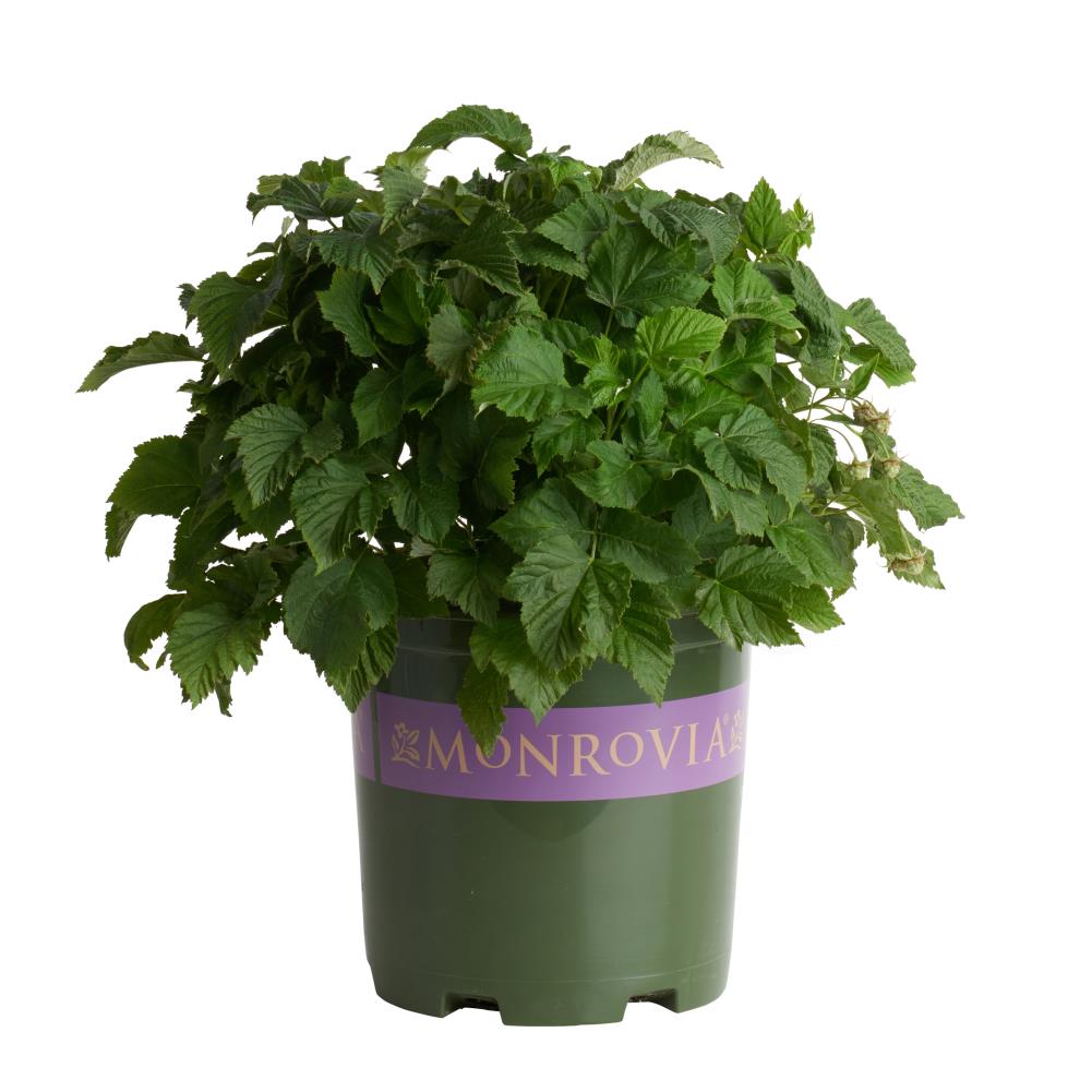 Monrovia 079382 Red Raspberry Feature Shrub in 1.6 -Gallon Pot