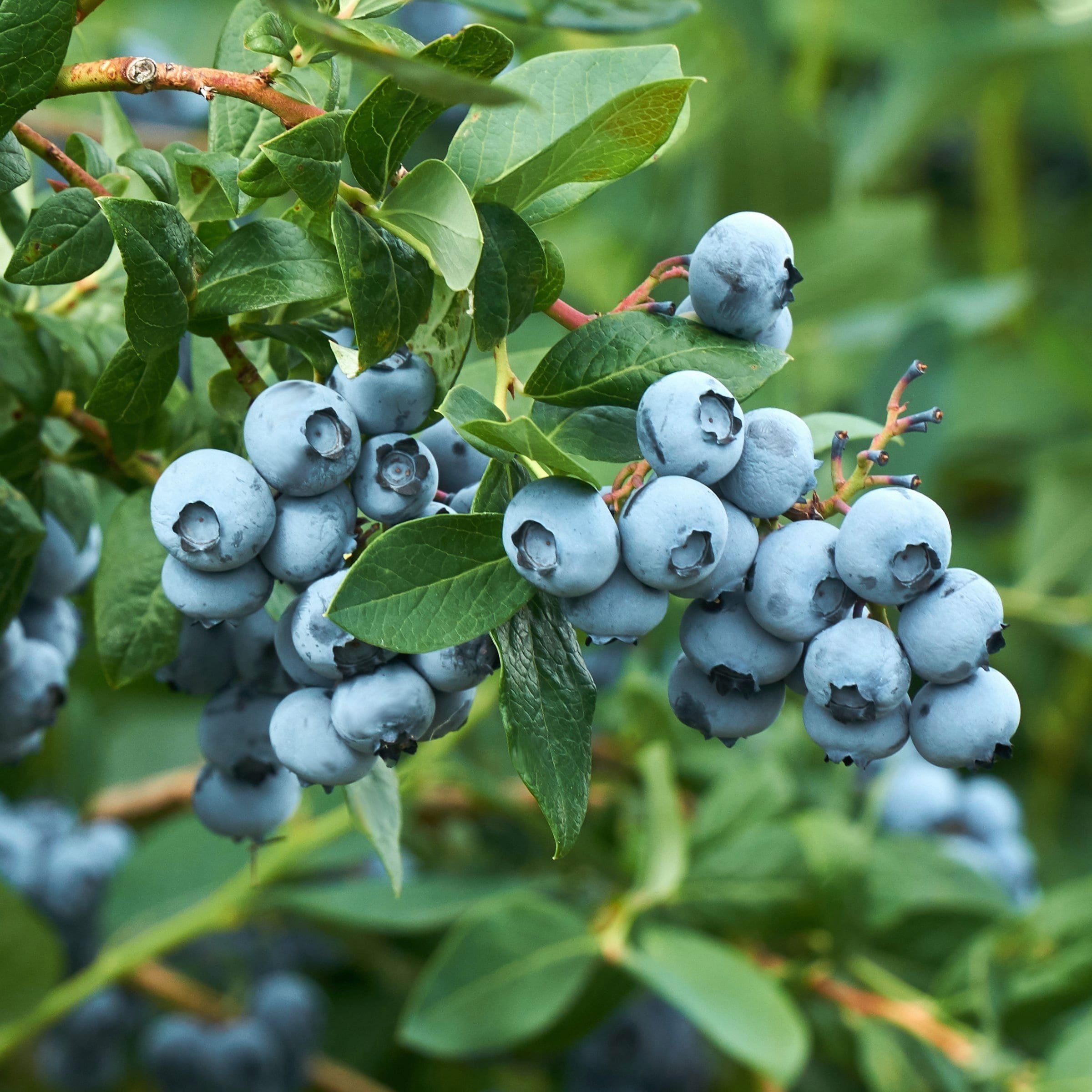 National Plant Network LW1896 1 -Pack Blueberry Plant in Pot Spring to Summer
